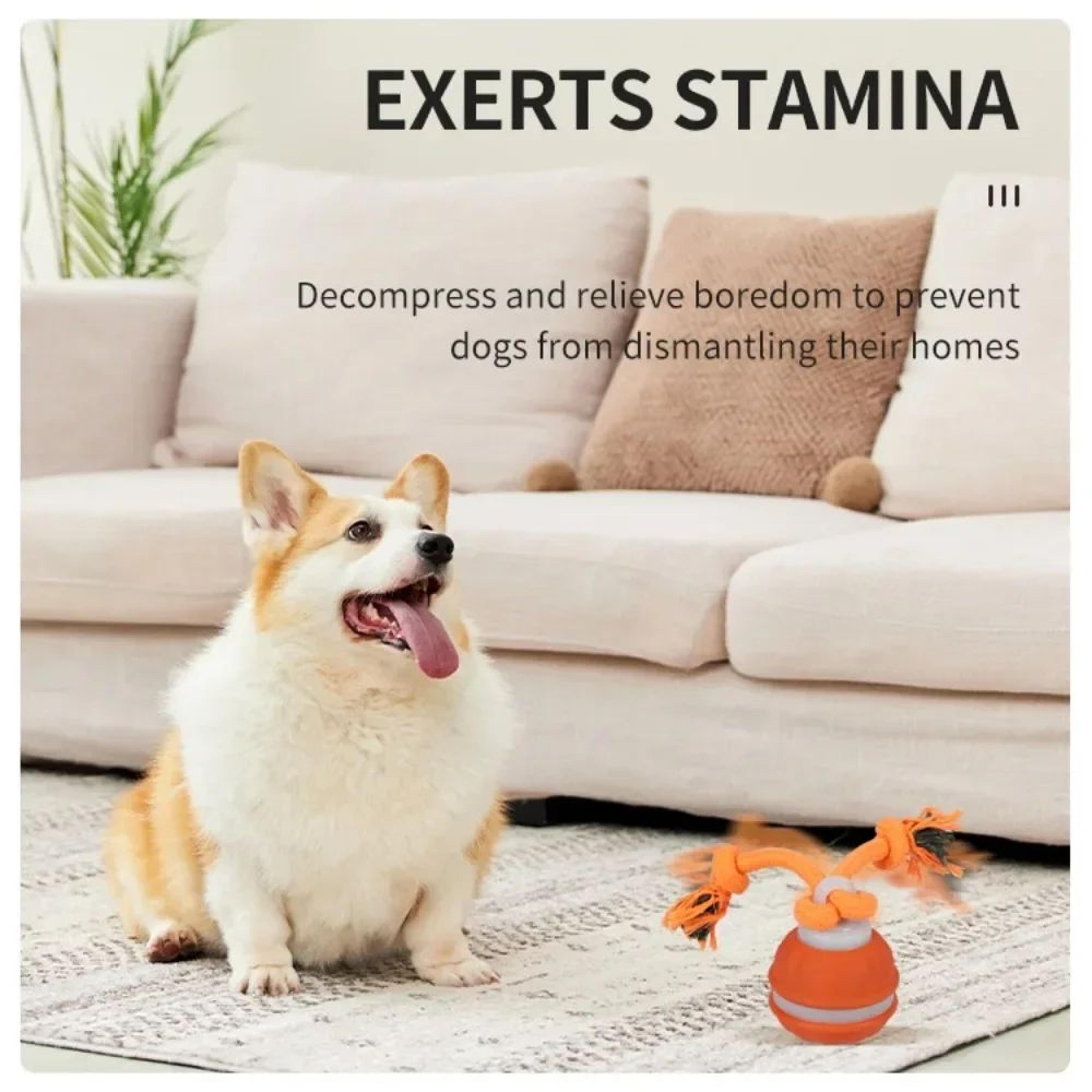 Interactive MotionActivated Dog Ball  Automatic Rolling USB Rechargeable Toy For Puppies  Small 3