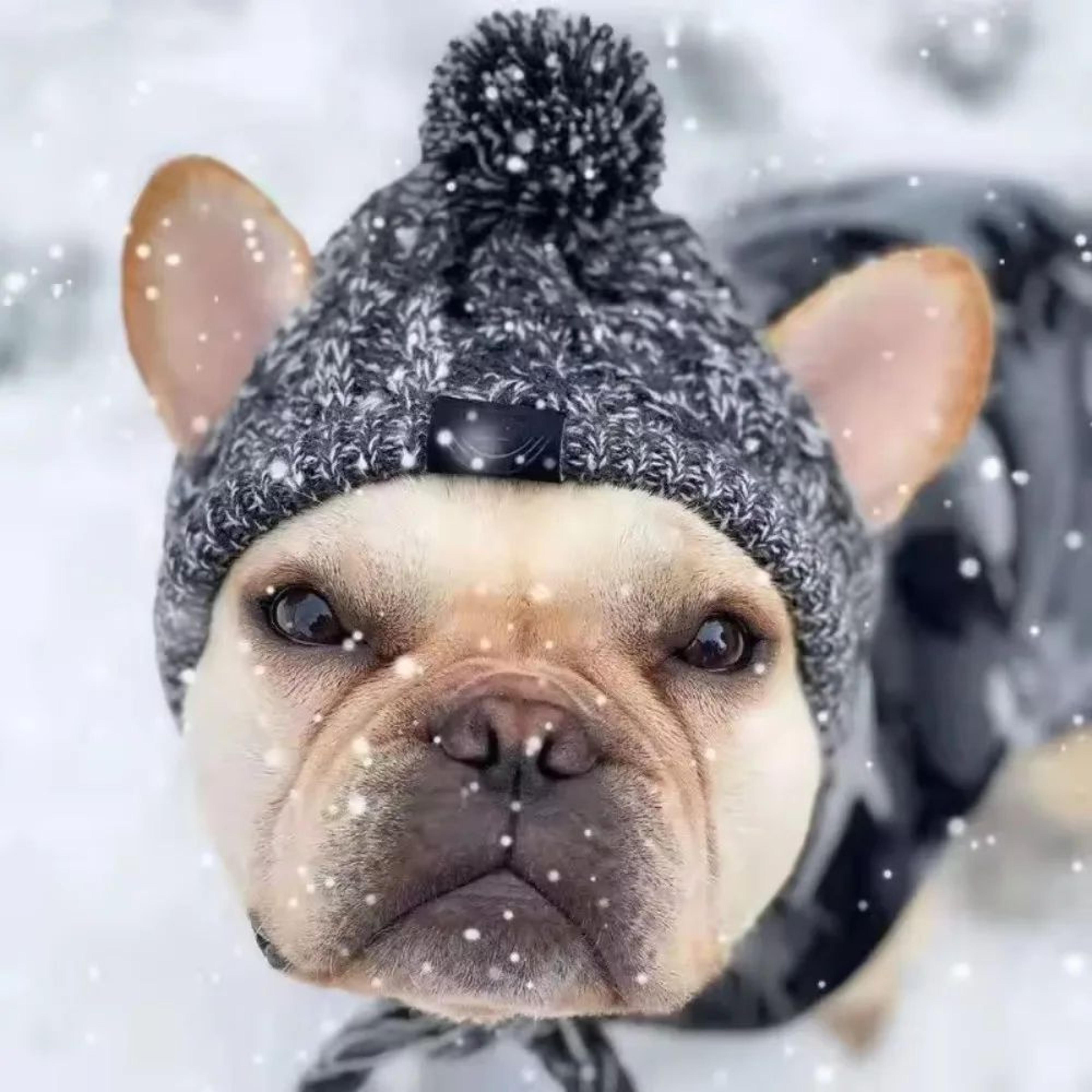Windproof Knitted Pet Warm Hat Plush Ball French Bulldog Chihuahua Winter Cap 0