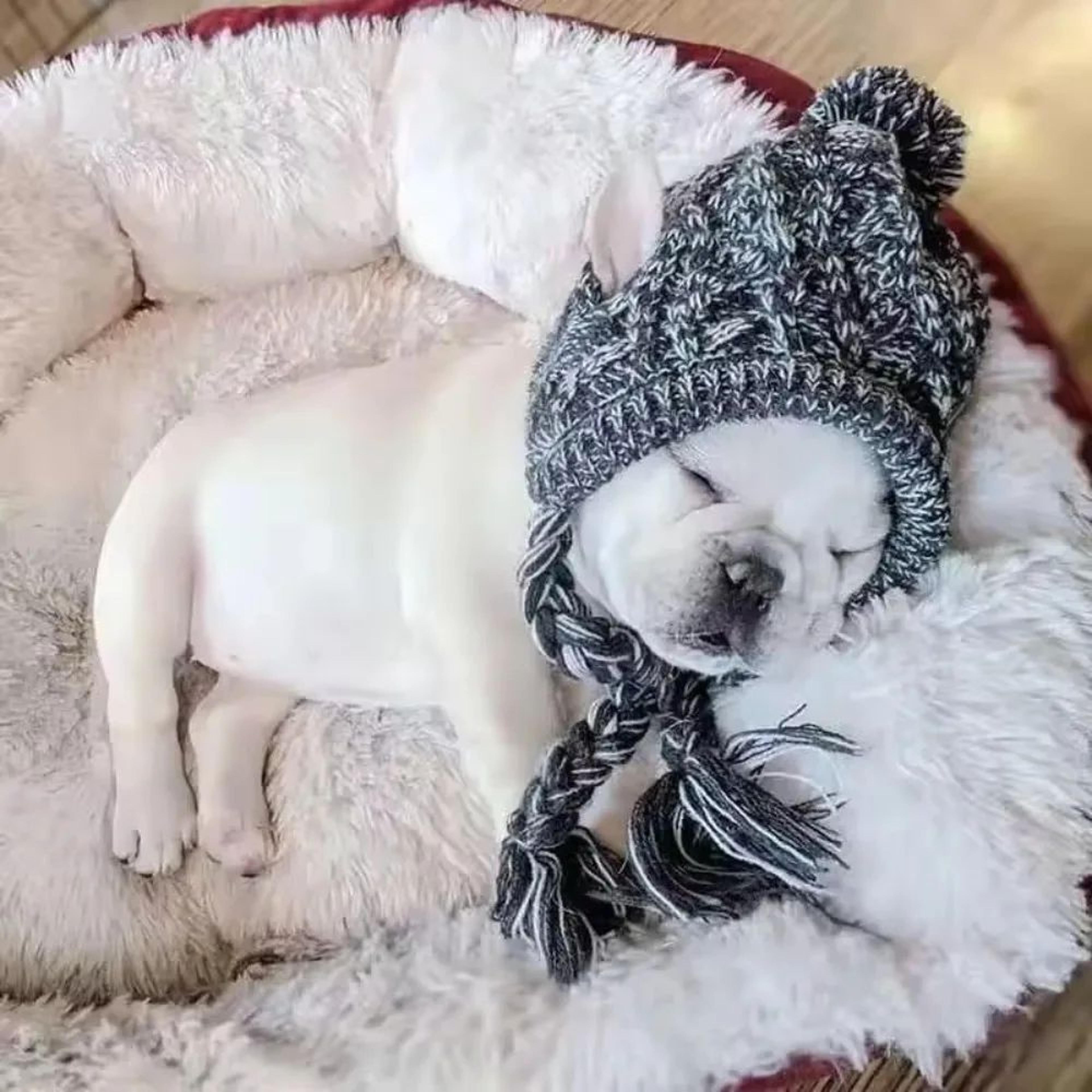 Windproof Knitted Pet Warm Hat  Plush Ball French Bulldog  Chihuahua Winter Cap 1