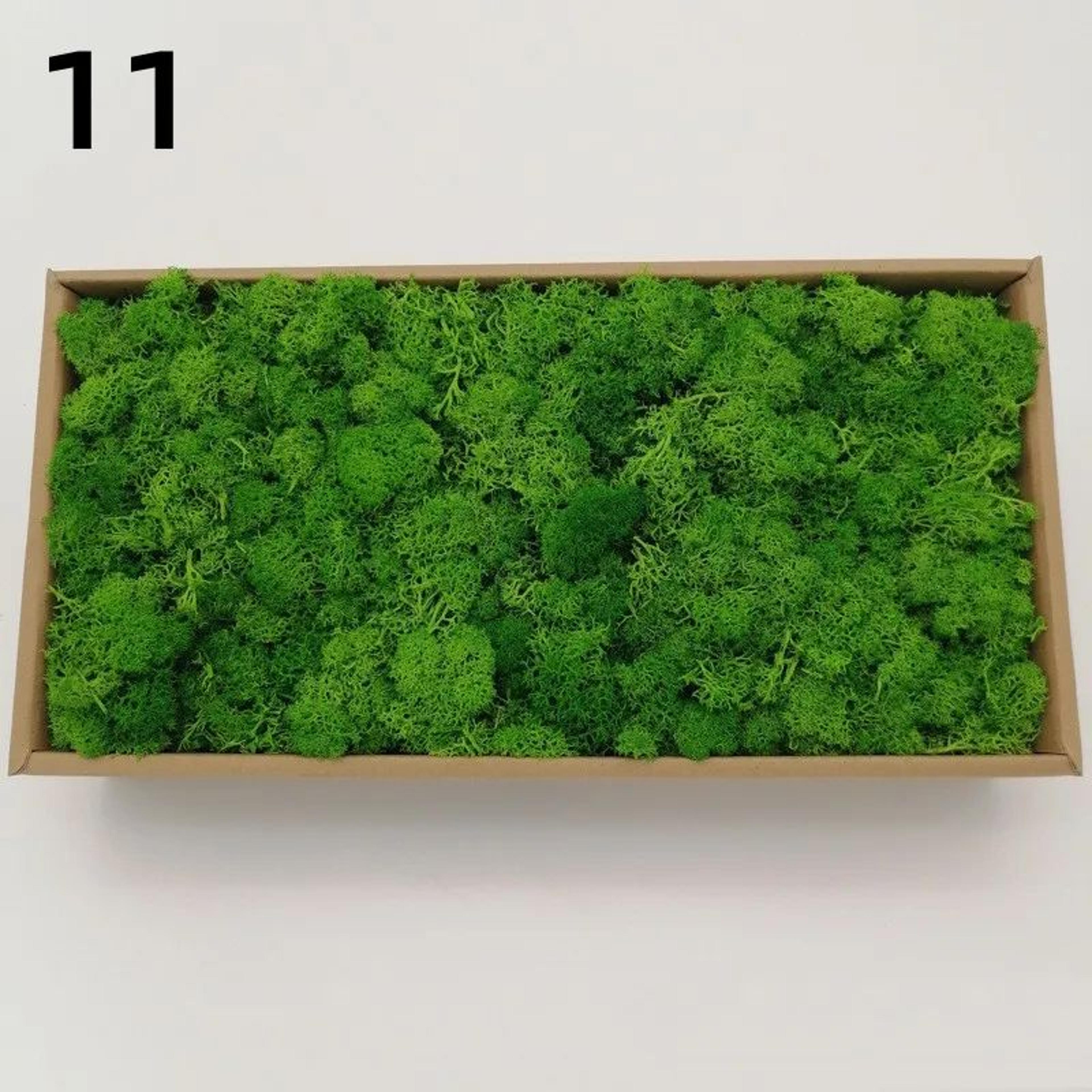 Premium Preserved Moss Decor  Realistic Artificial Green Moss For DIY Crafts Terrariums  Home Styli 21