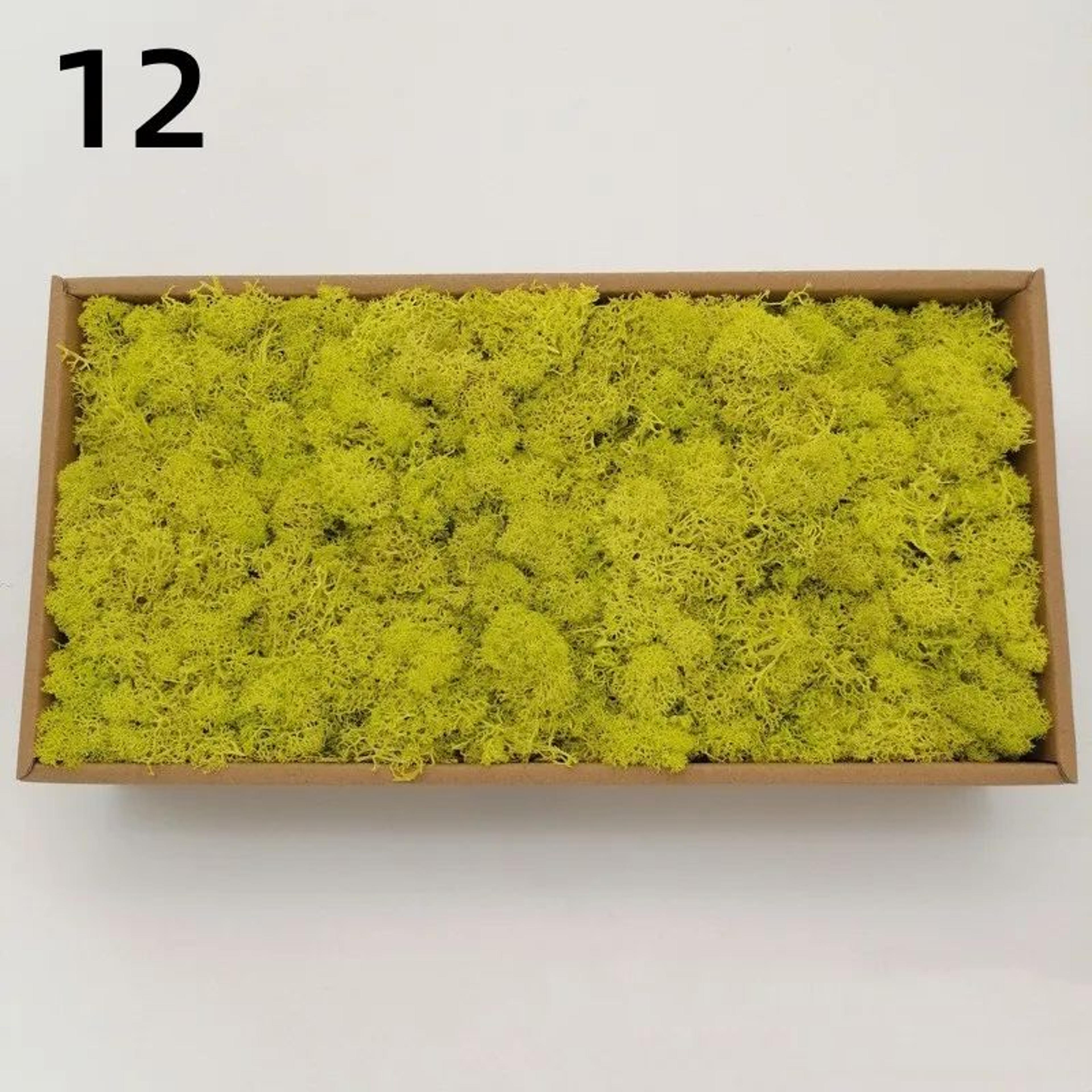 Premium Preserved Moss Decor  Realistic Artificial Green Moss For DIY Crafts Terrariums  Home Styli 22