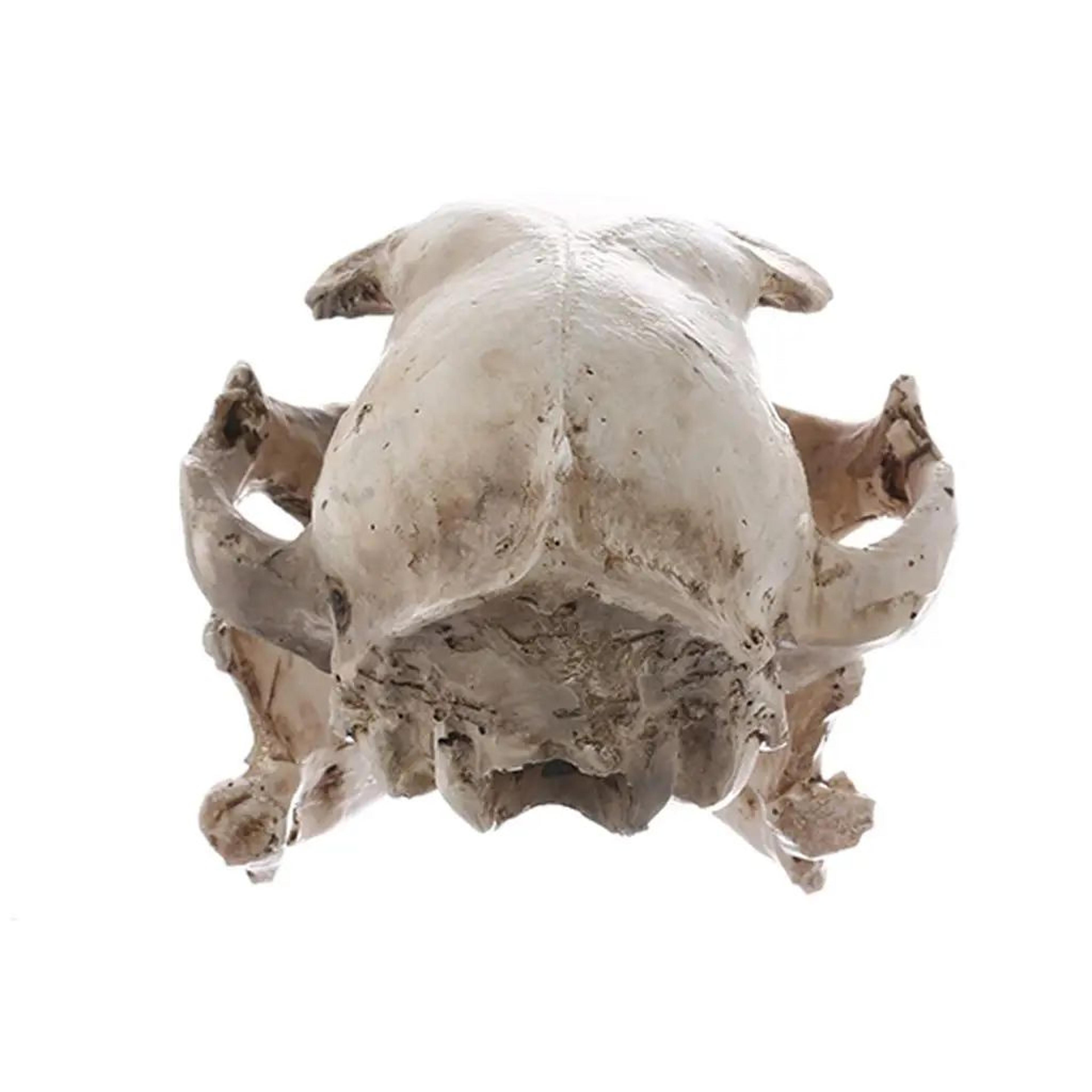 Realistic Resin Cat Skull Model  Anatomical Animal Skeleton Decor For Teaching  Collectibles 2
