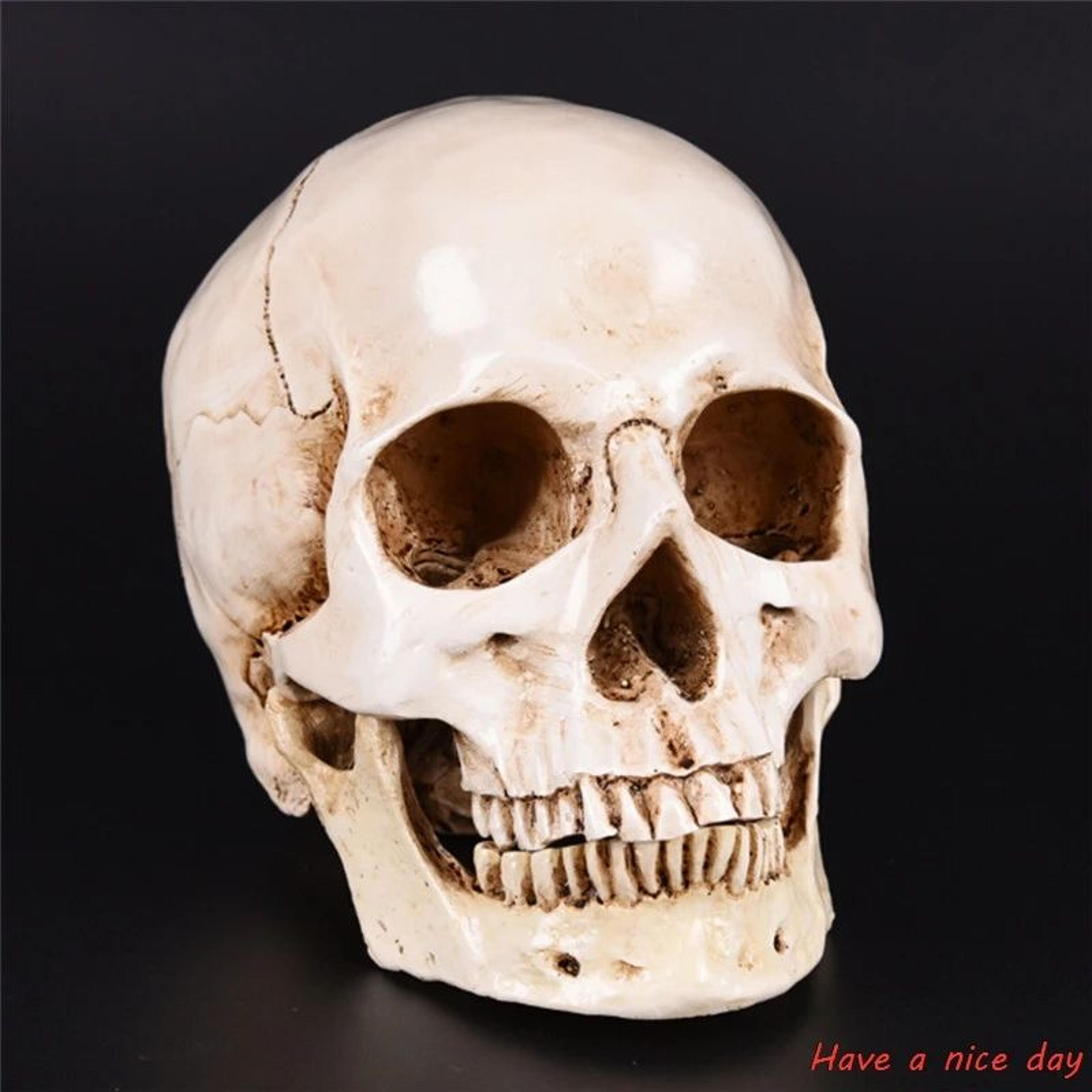 life-size human skull resin model anatomical head replica halloween decor & medical display