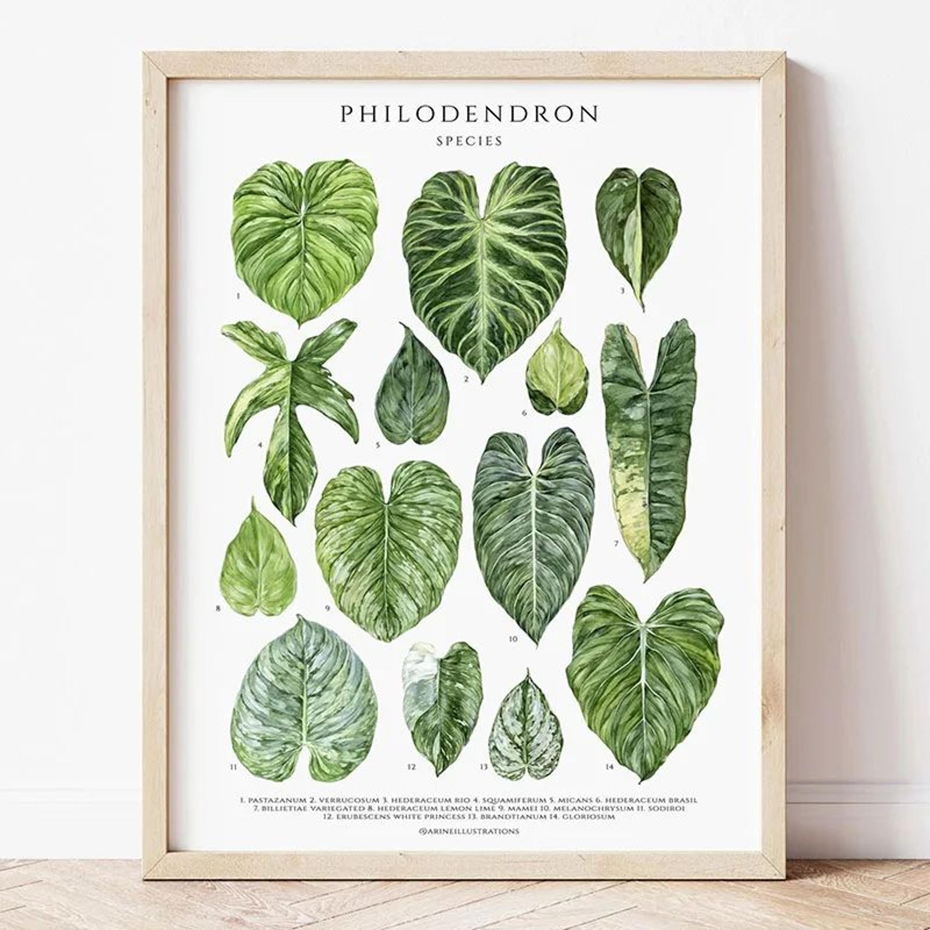 Green Botanical Leaves Canvas Wall Art  Calming Nature Houseplant Print 12