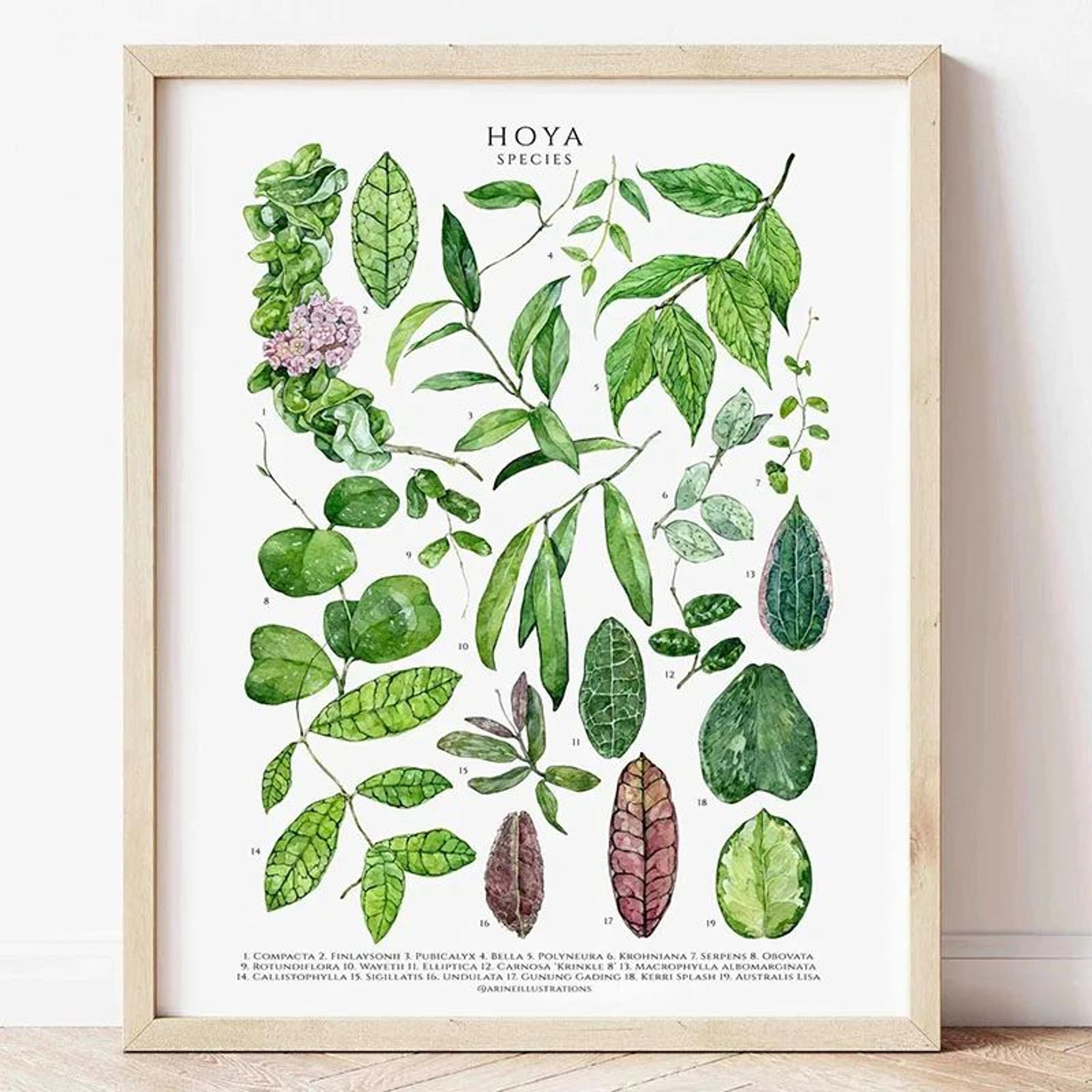 Green Botanical Leaves Canvas Wall Art  Calming Nature Houseplant Print 13
