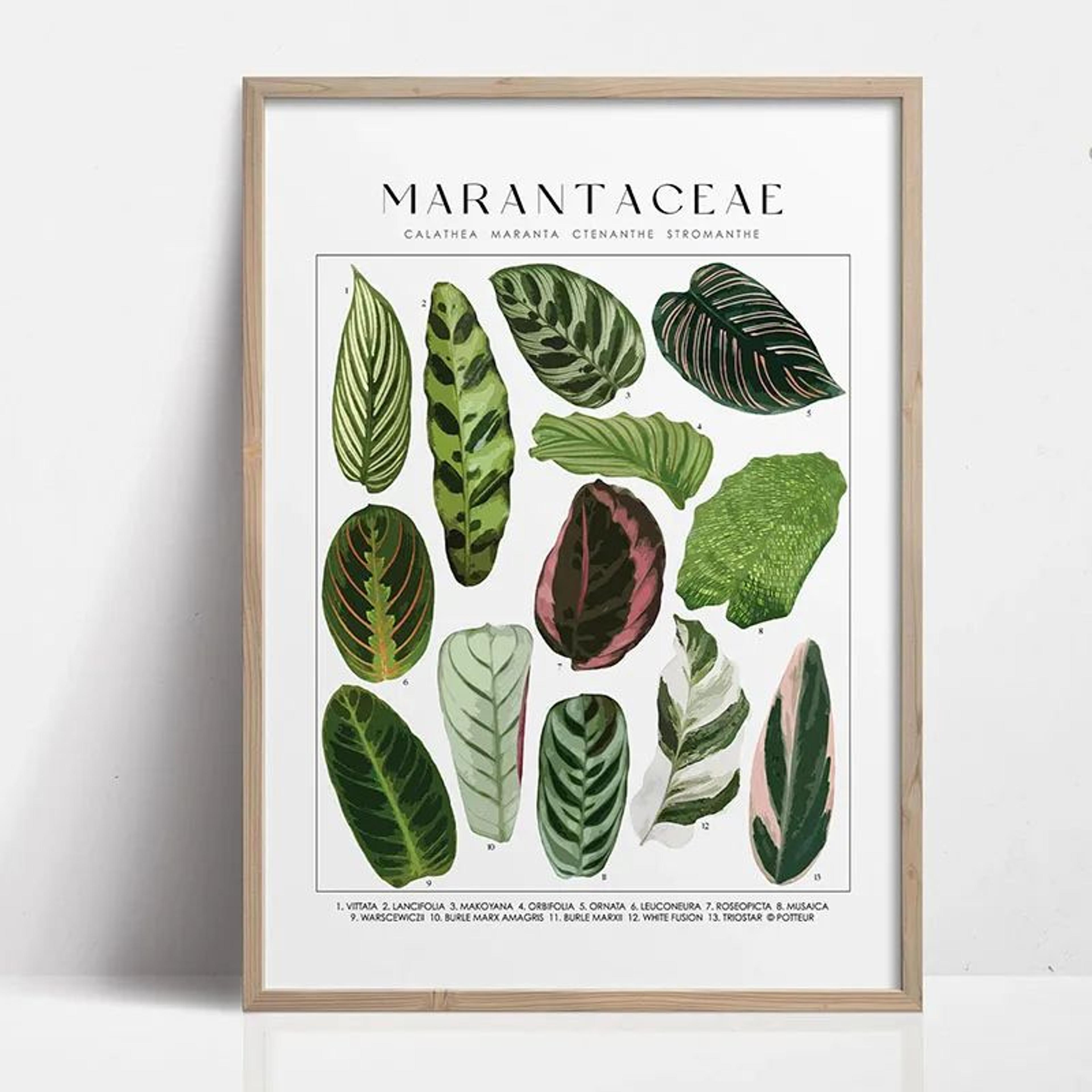 Green Botanical Leaves Canvas Wall Art  Calming Nature Houseplant Print 15