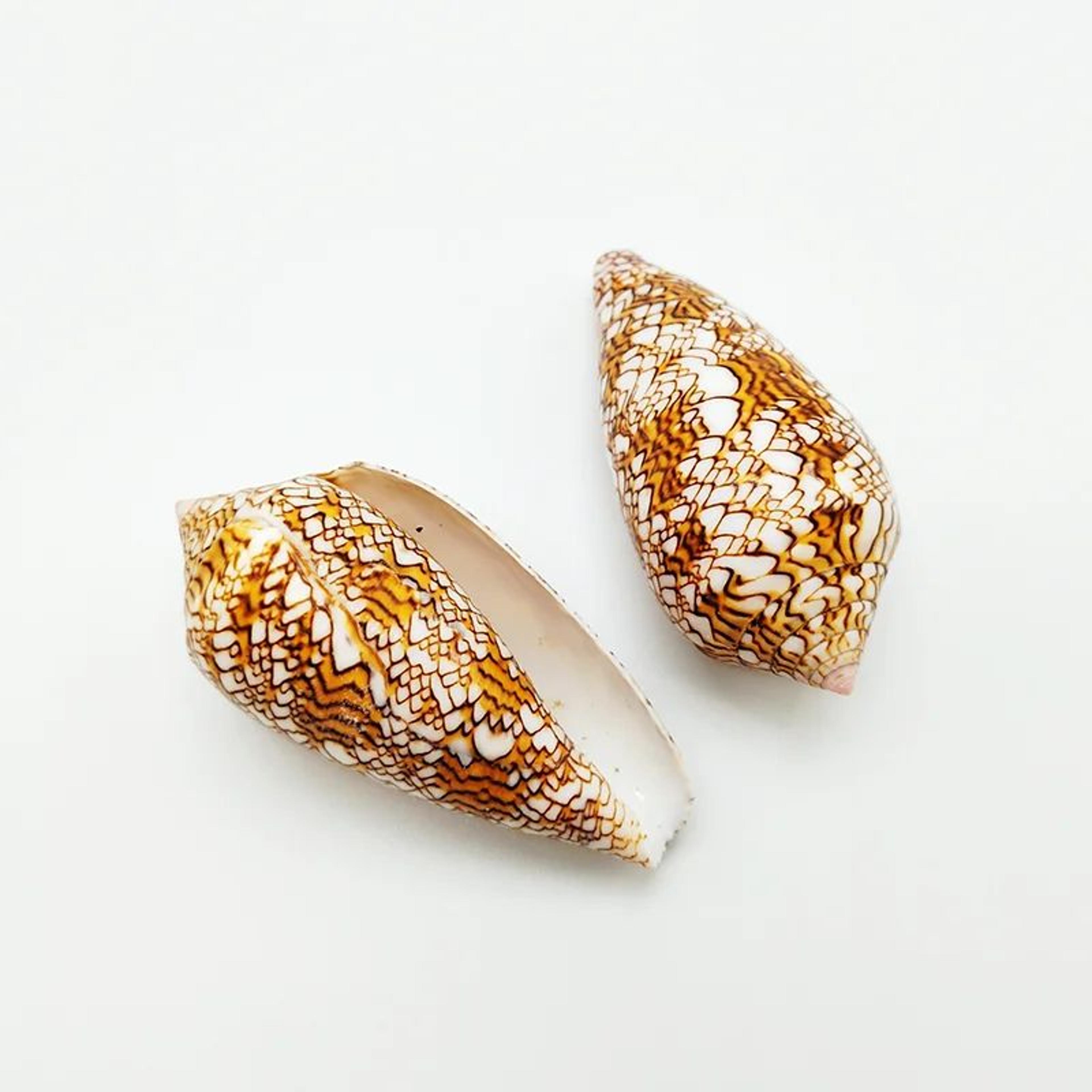 2pcs Talparia Argus Cowrie Shell Set  Natural Serpent Head Sea Shell Decor For Aquarium  Home 8