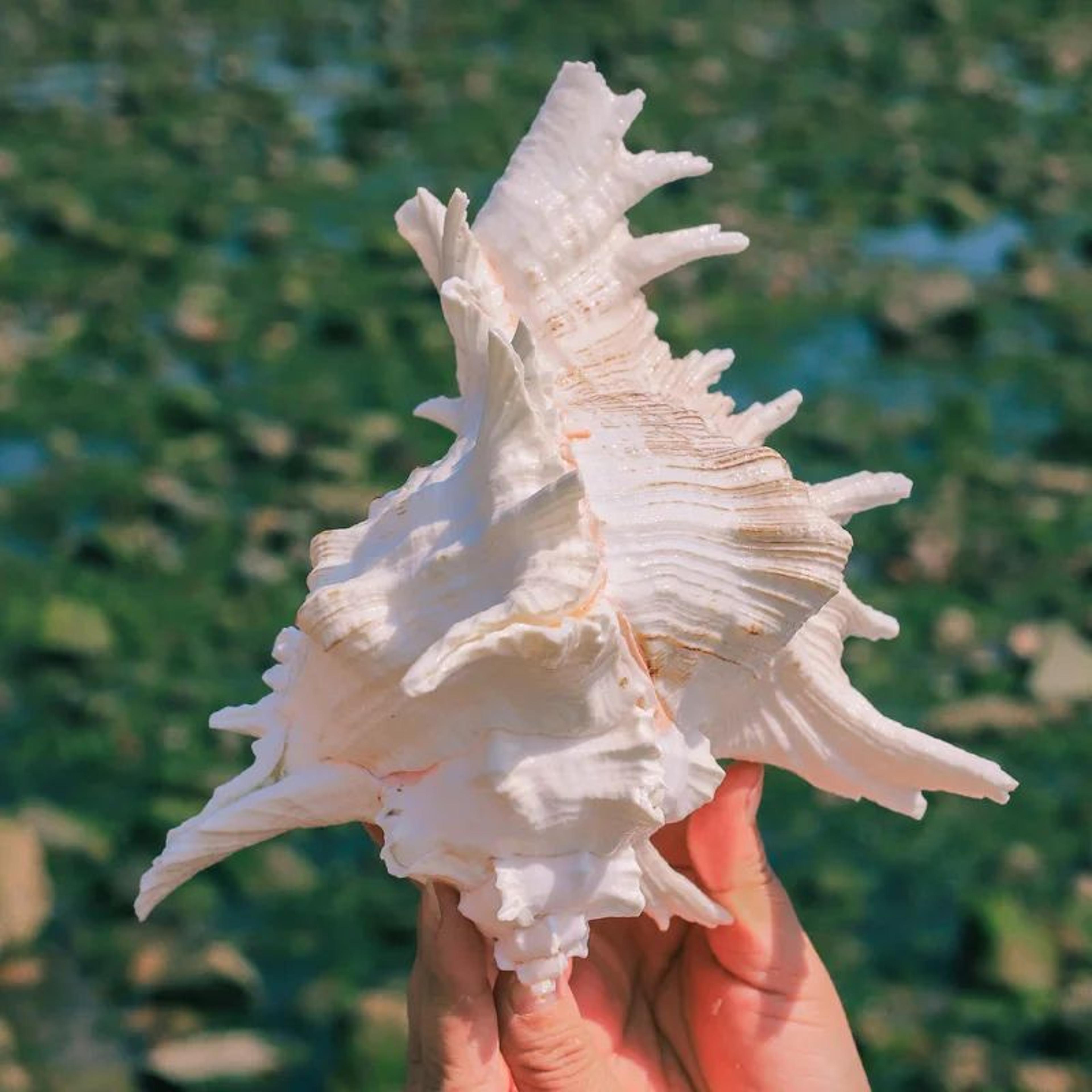 Large Natural Murex Ramosus Sea Shell  Real Ocean Conch Decor For Coastal Home  Wedding Display 9