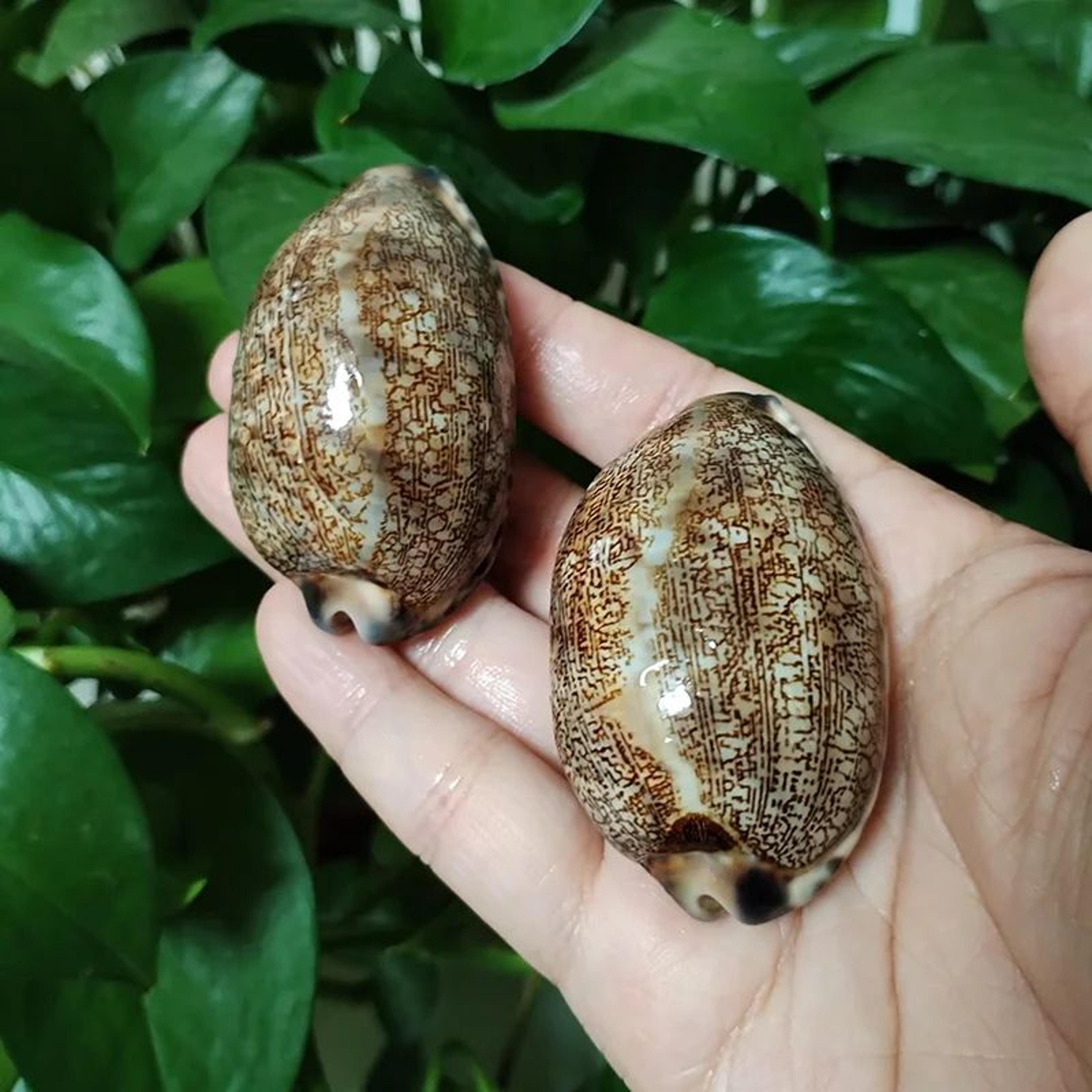 natural arabian cowrie shell set – 2pcs large seashells for diy crafts & beach decor