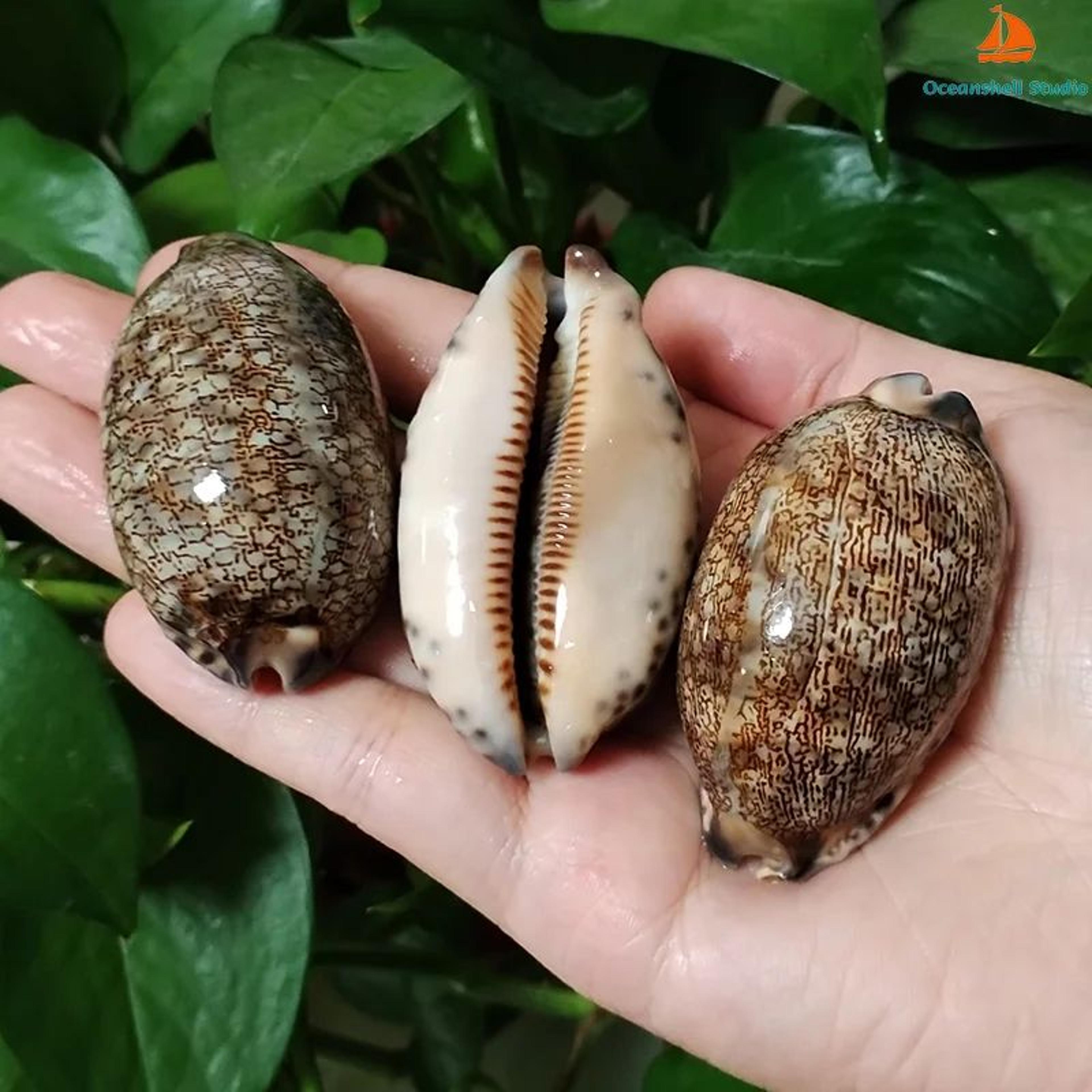Natural Arabian Cowrie Shell Set  2PCS Large Seashells For DIY Crafts  Beach Decor 2