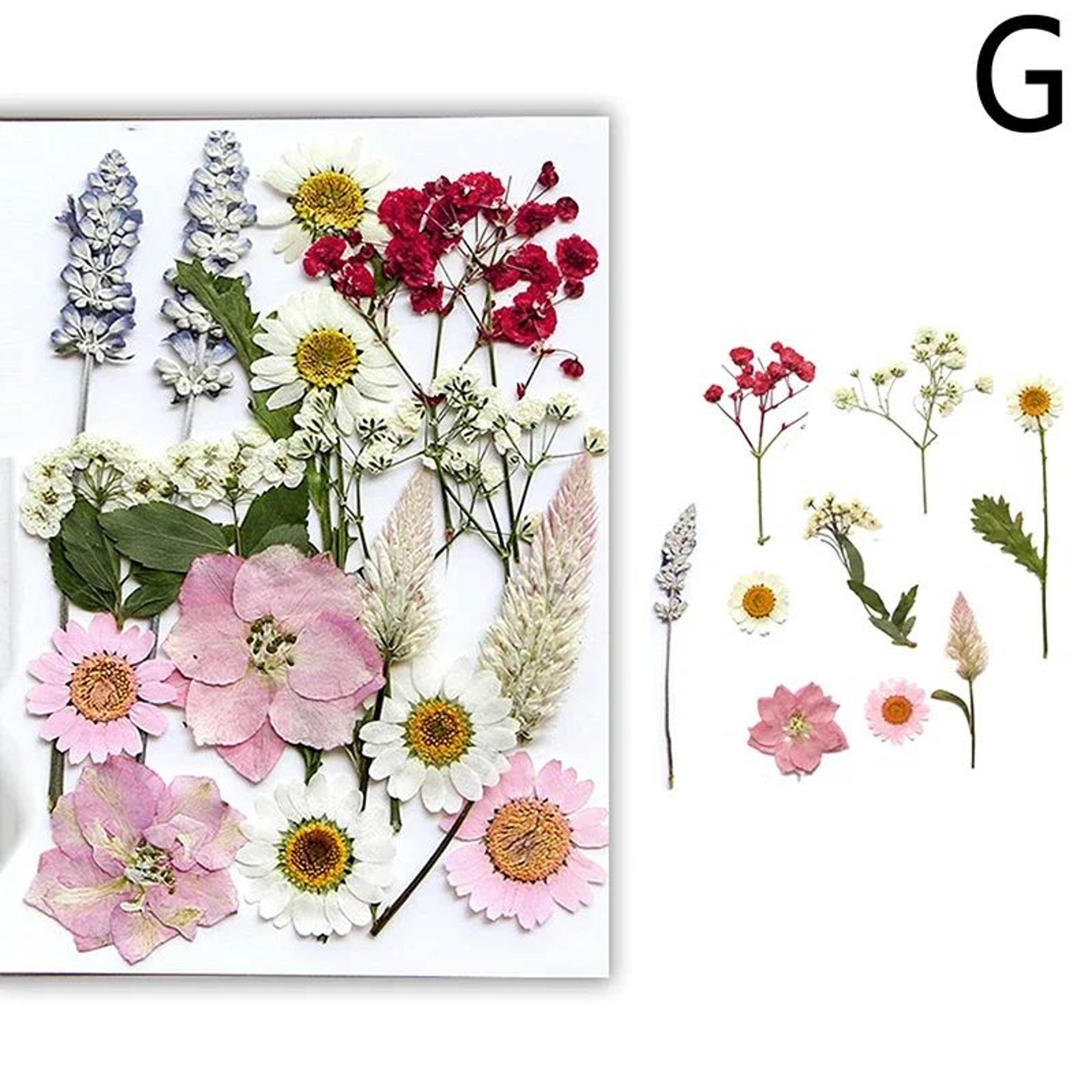Premium Natural Dried Flower Resin Fillers  Real Pressed Flowers For Nail Art Jewelry  DIY Crafts 12