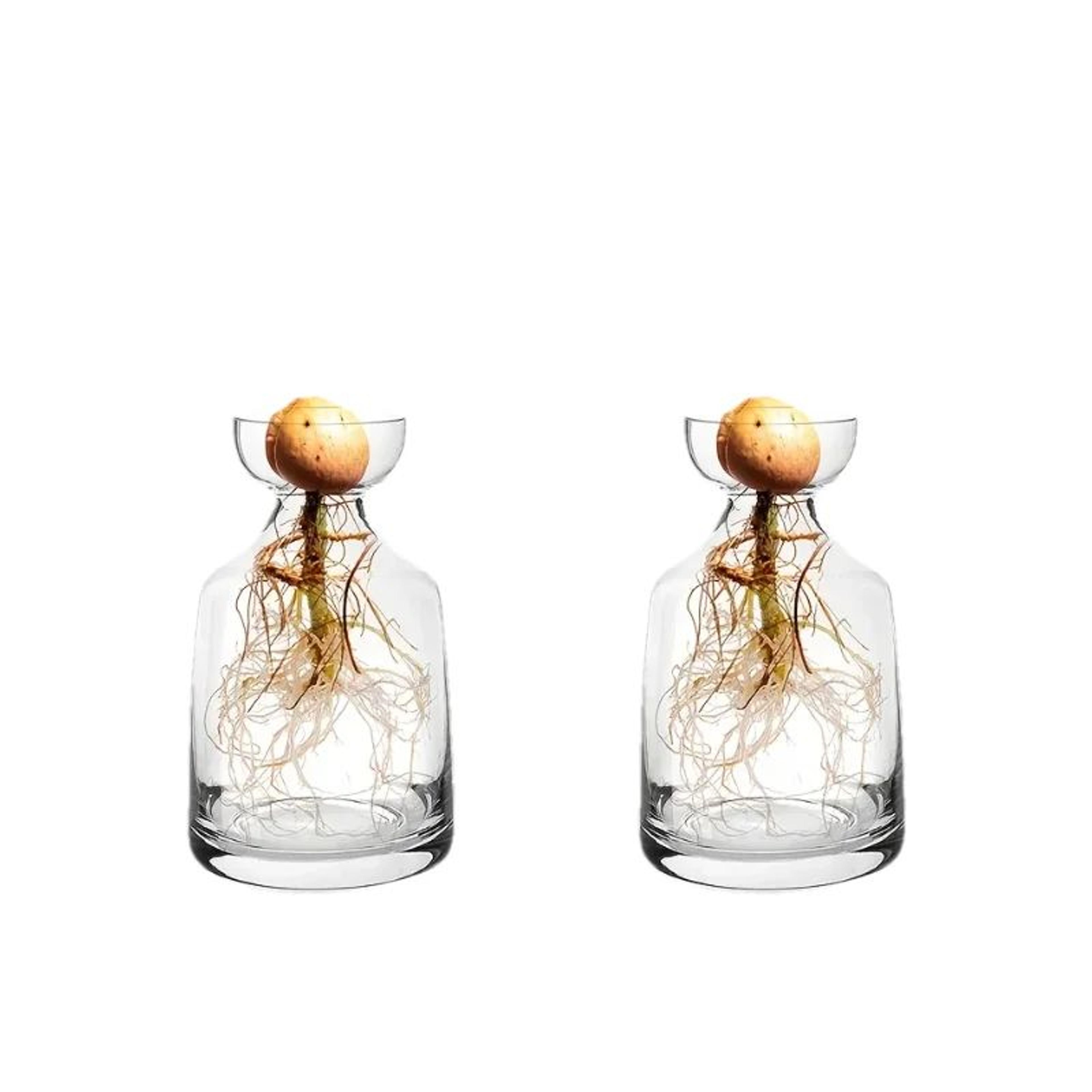 4Piece Avocado Seed Starter Vase Set  Glass Growing Kit For Indoor Plant Lovers 2