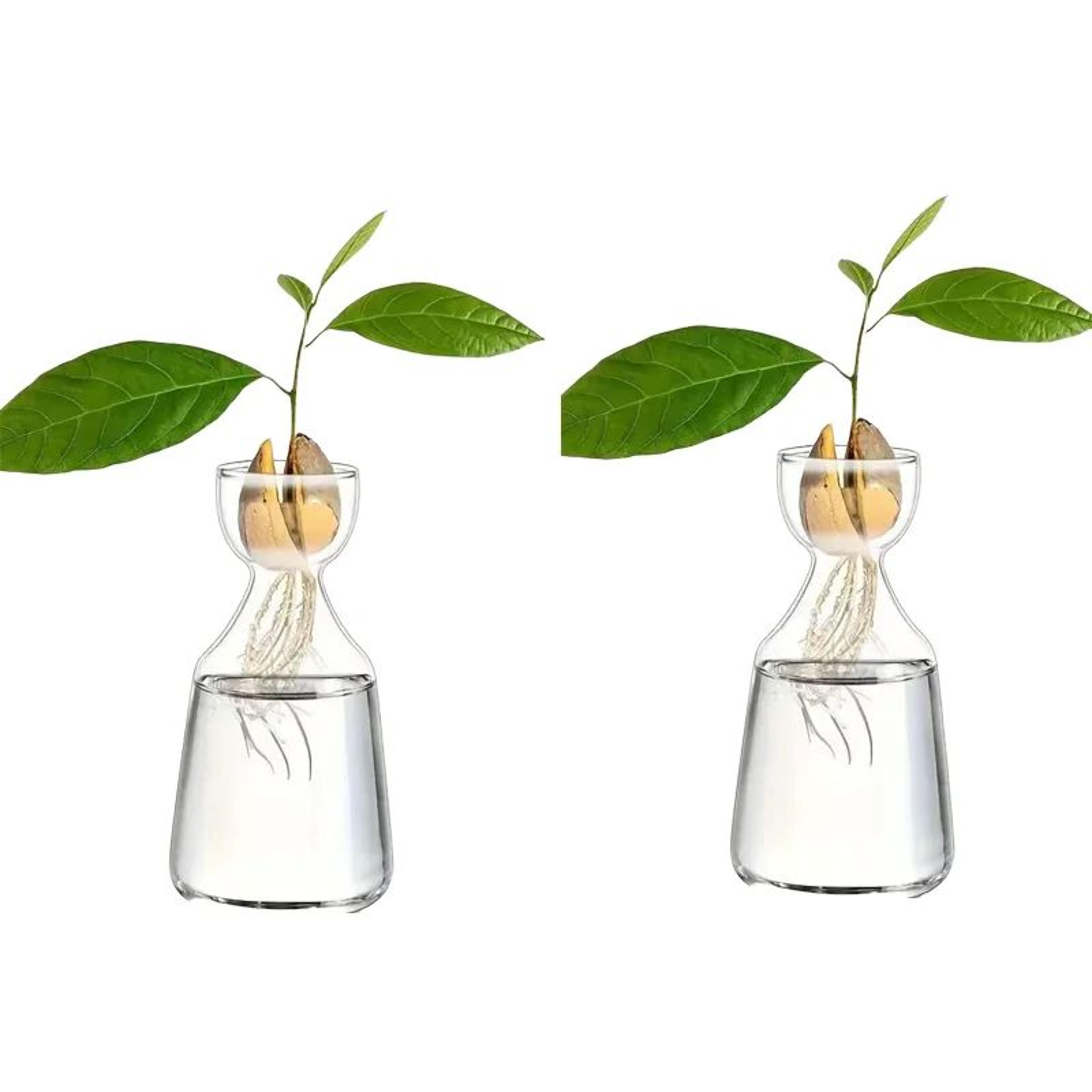 4Piece Avocado Seed Starter Vase Set  Glass Growing Kit For Indoor Plant Lovers 8