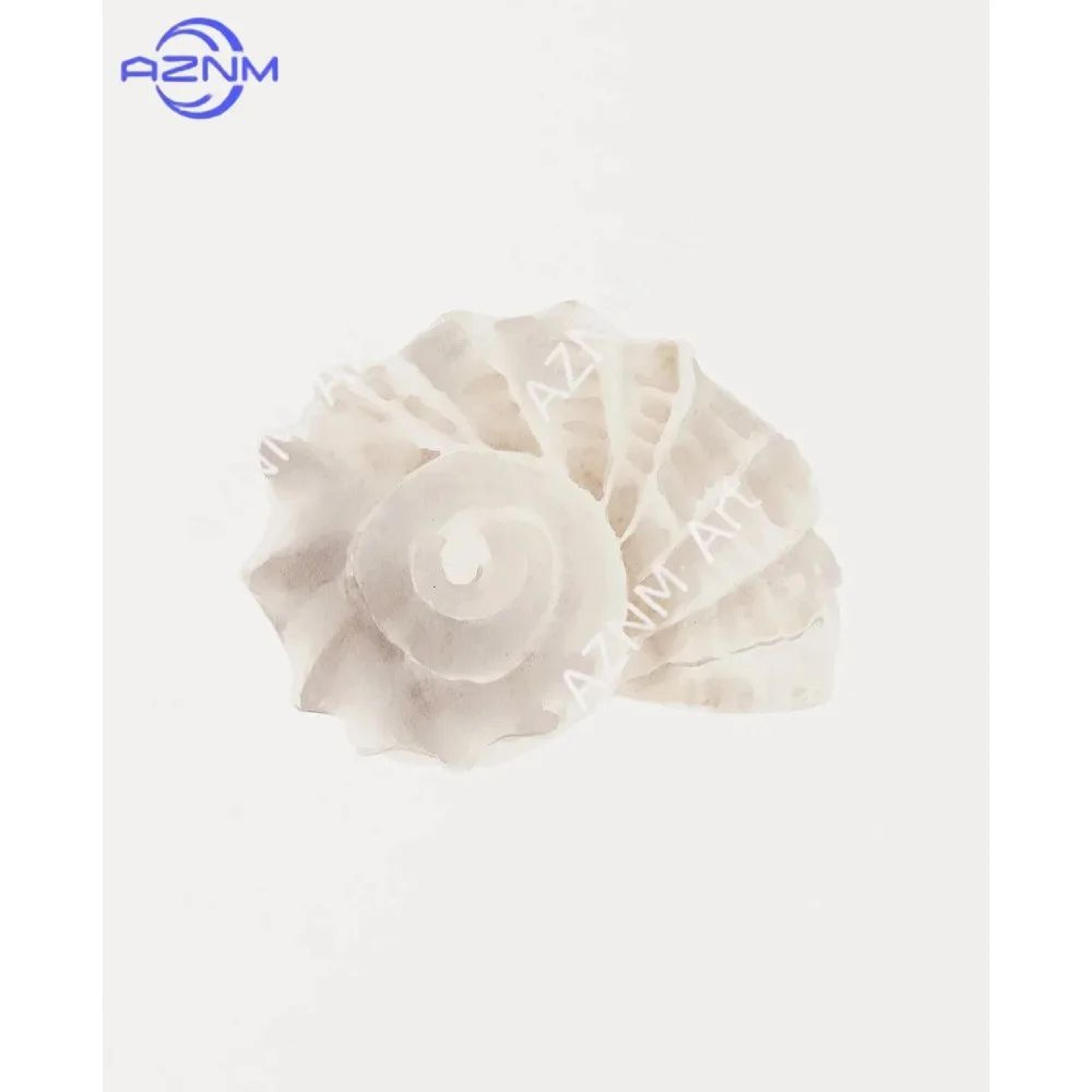 modern watercolor sea shell & starfish canvas wall art – coastal ocean print for living room decor