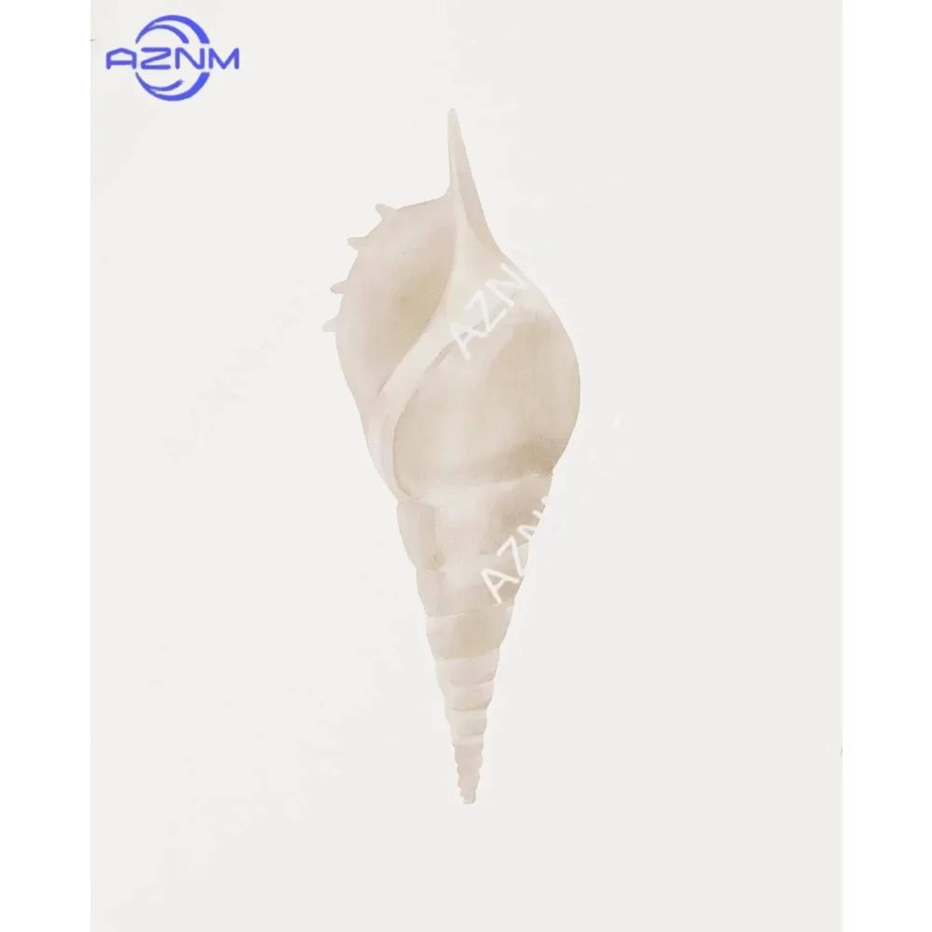 Modern Watercolor Sea Shell  Starfish Canvas Wall Art  Coastal Ocean Print For Living Room Decor 3