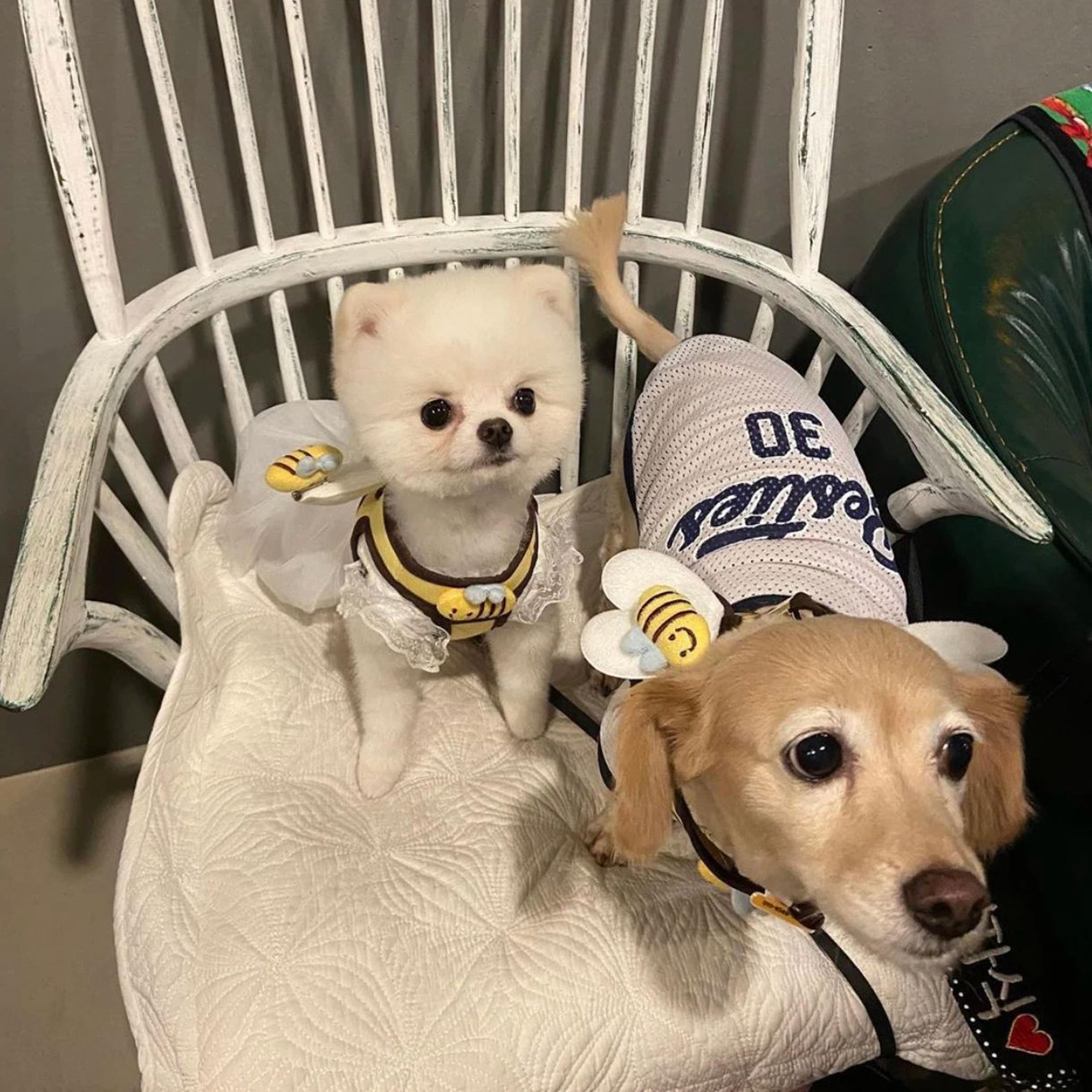 Cute Bee Dog Harness  Leash Set  Soft Breathable Puppy Vest Harness With Matching Lead For Small Do 4