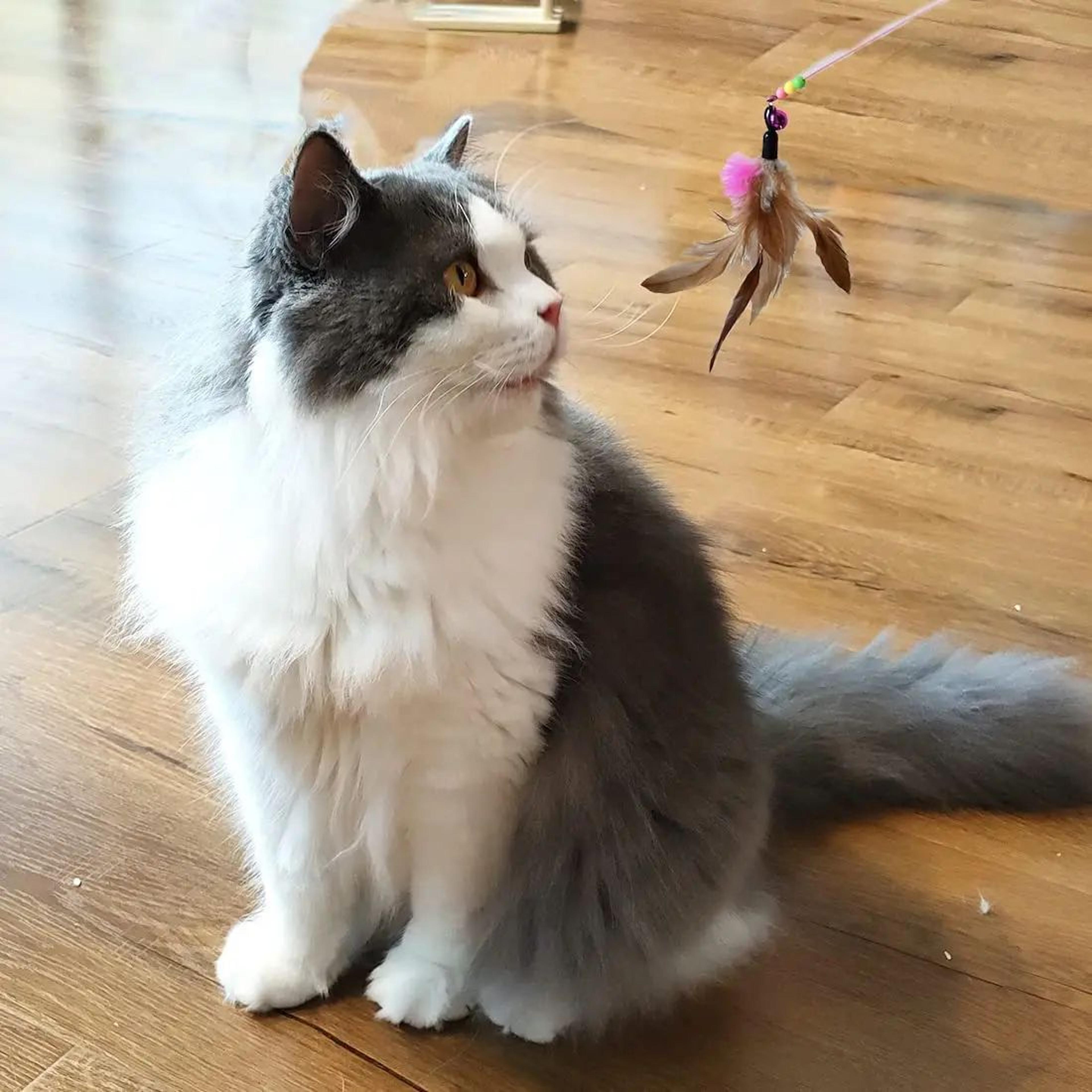 Interactive Cat Feather Toy Refill Set With Bell  Mouse Worm  Foam Ball Teaser Accessories For Kitt