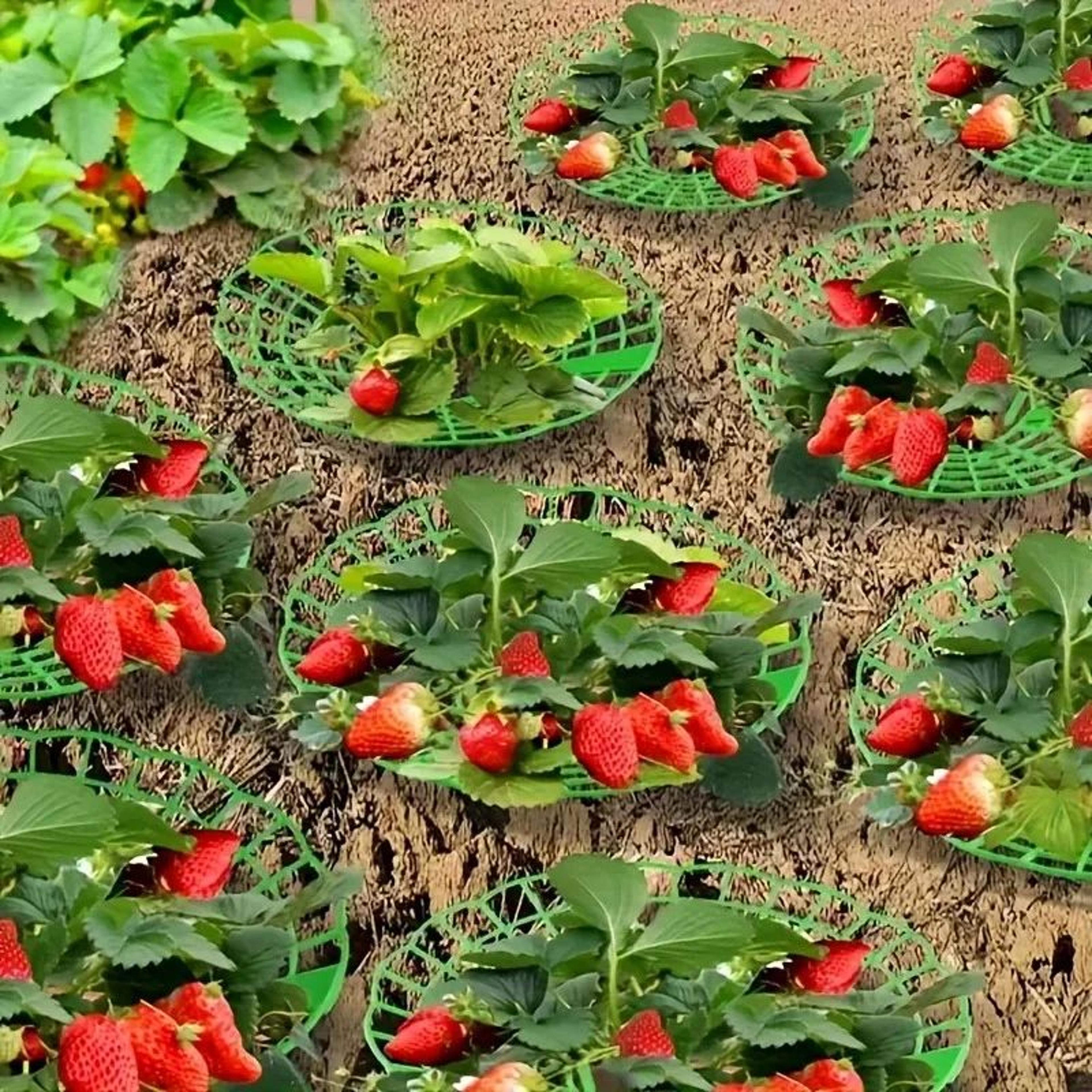 10pcs Strawberry Plant Support Racks  3Legged Plastic Fruit Protector Stands For Watermelon Garden  1
