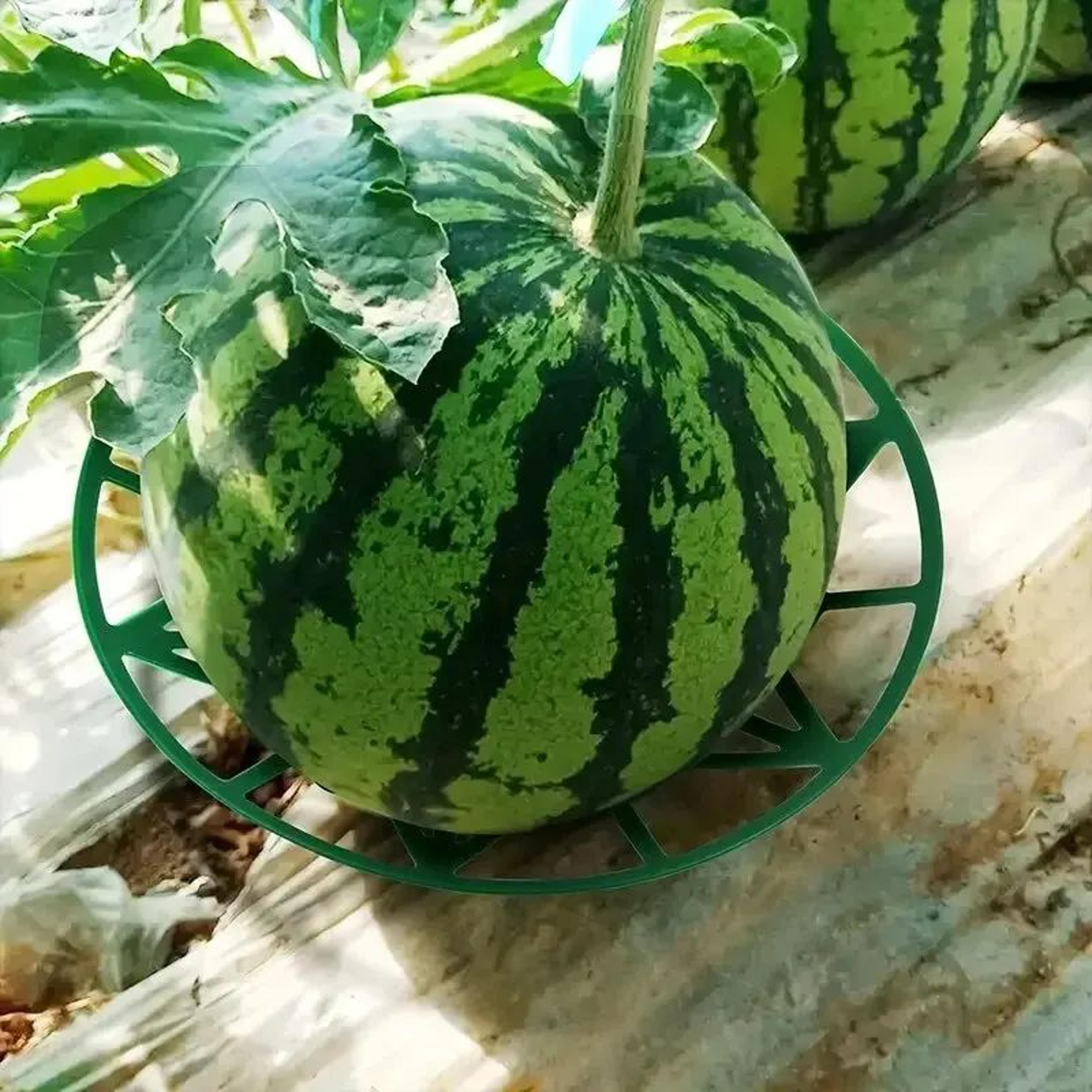 Garden Fruit Support Tray 1