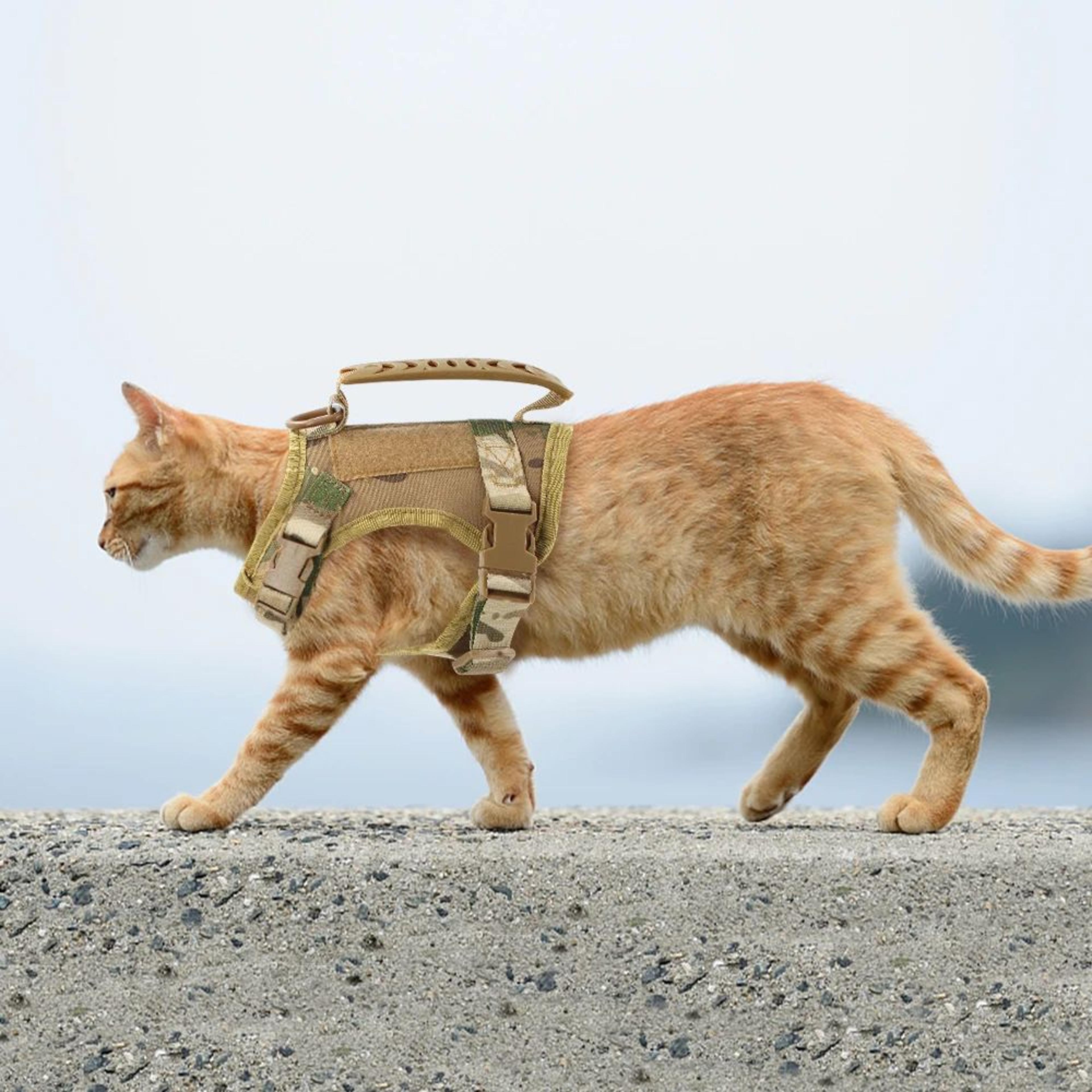 tactical cat and small dog harness