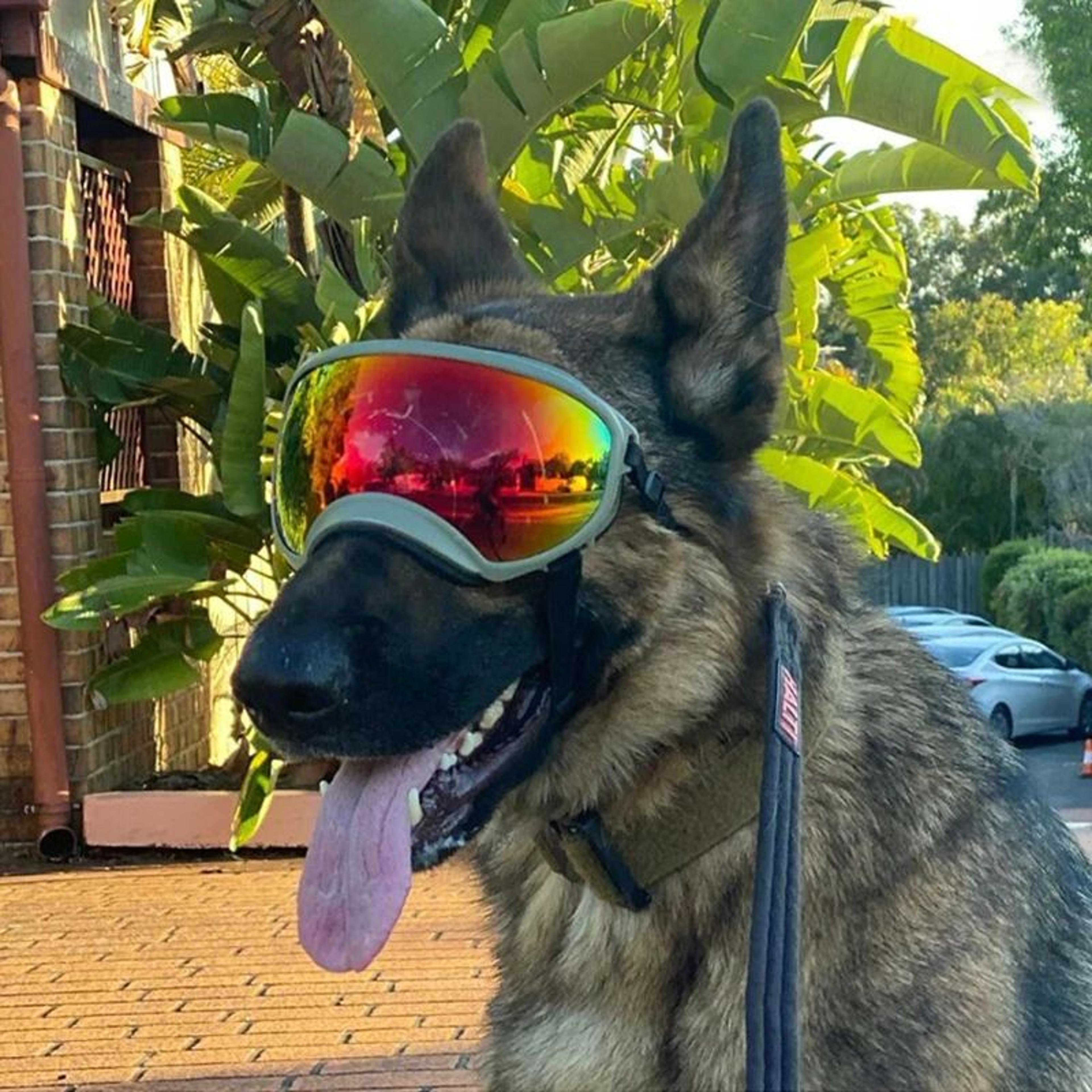 Dog Goggles UV Protection Eyewear 0