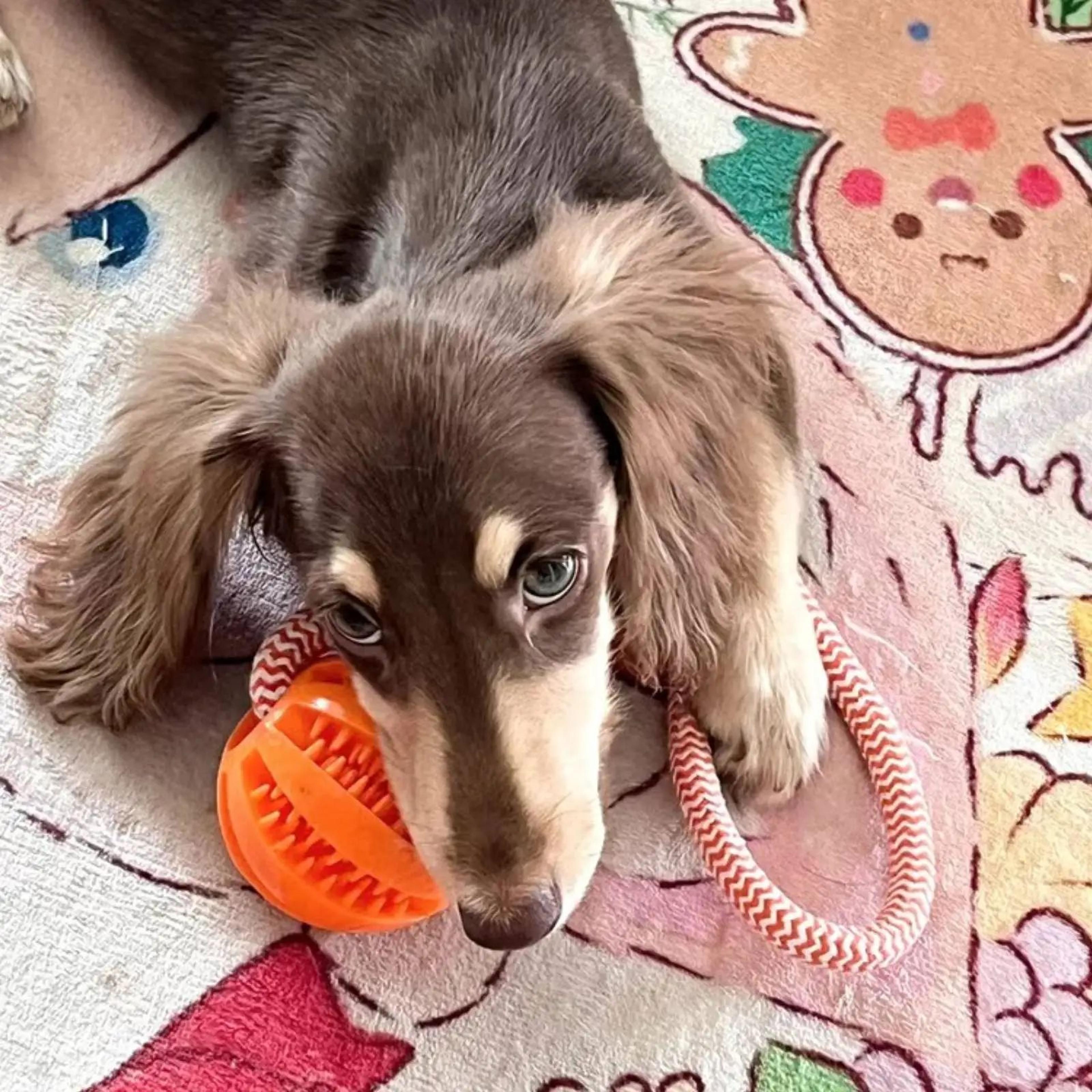 Interactive Chew And Treat Dog Toy Balls 5