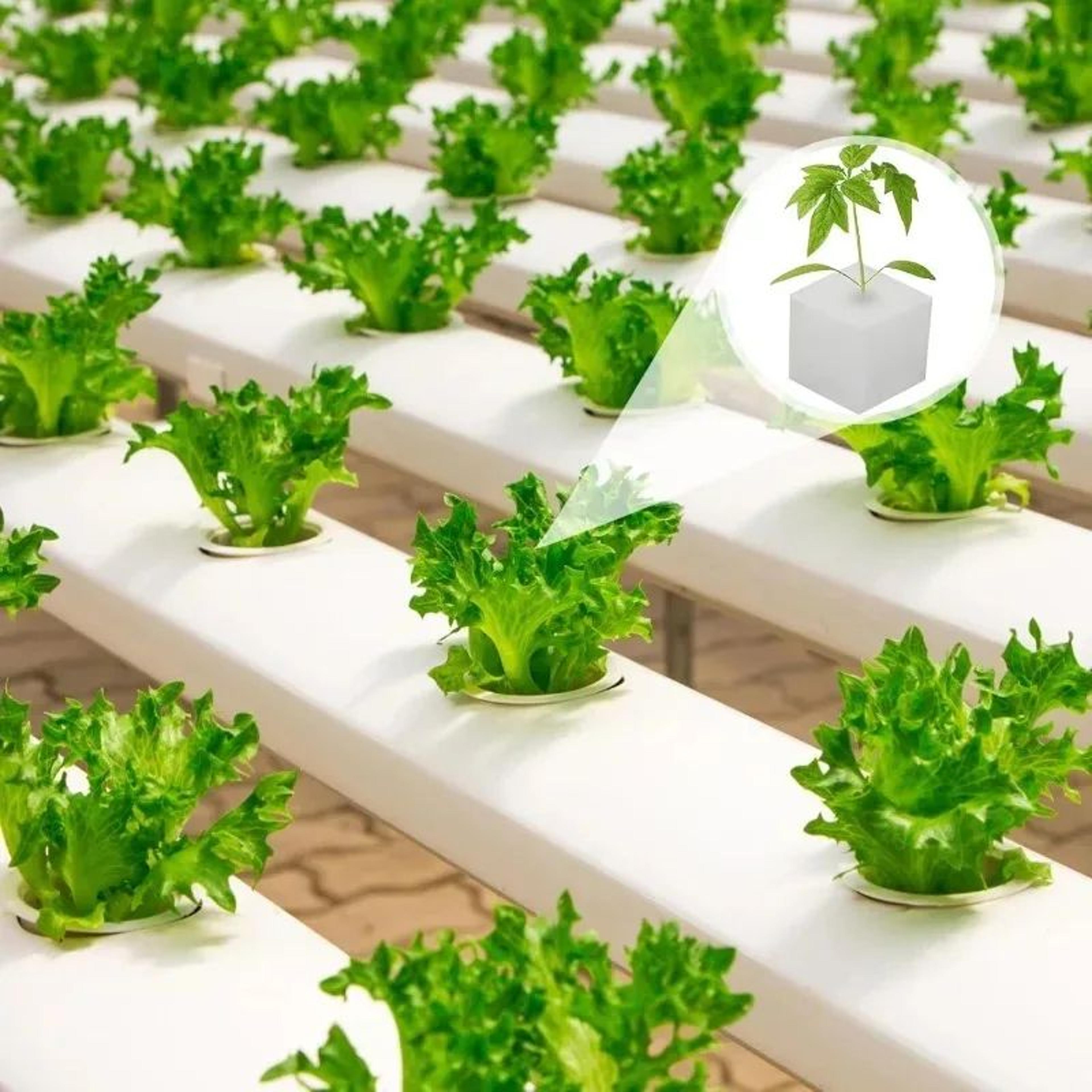 Hydroponic Plant Growing Sponge Set 1