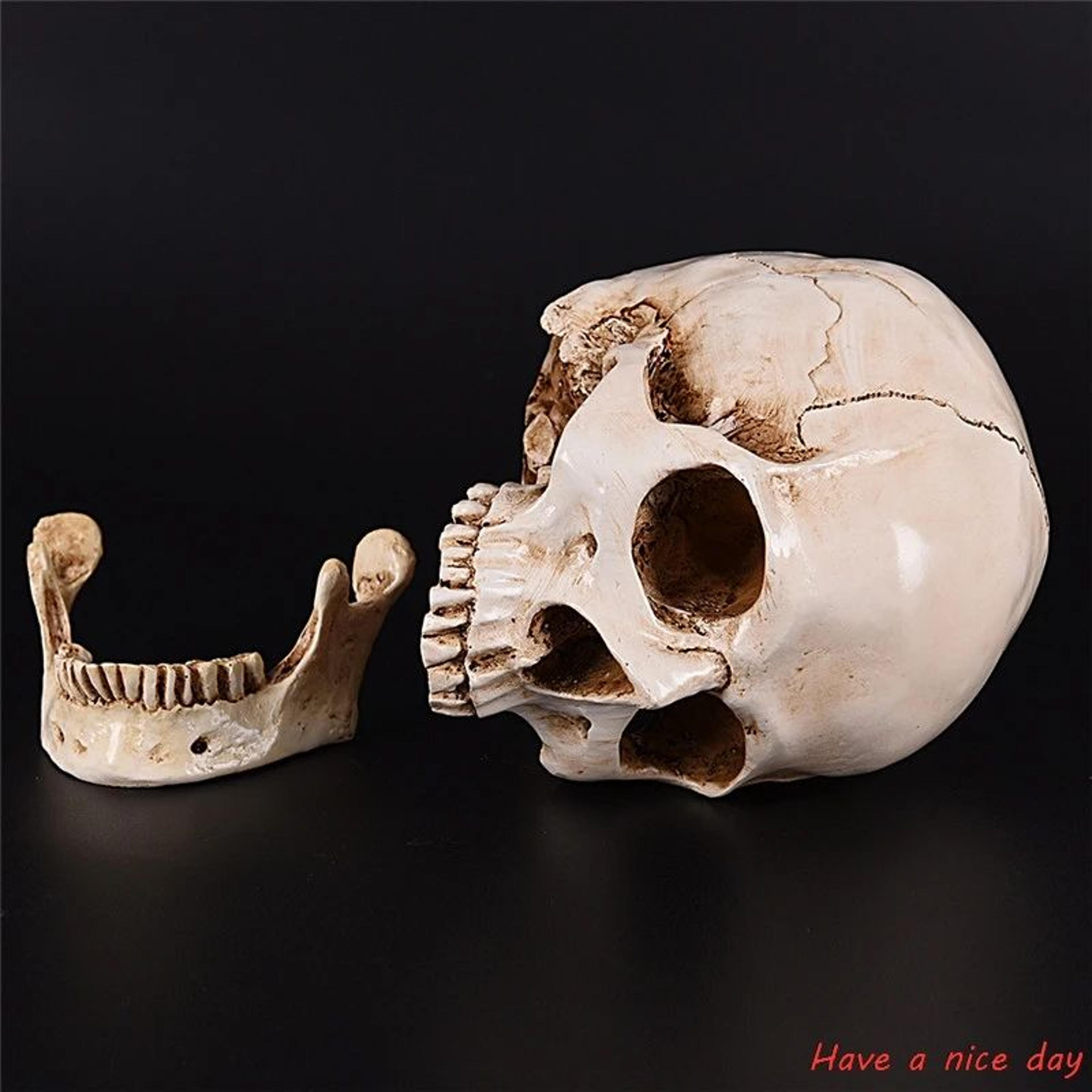 Life Size Human Skull Resin Model Decor 3