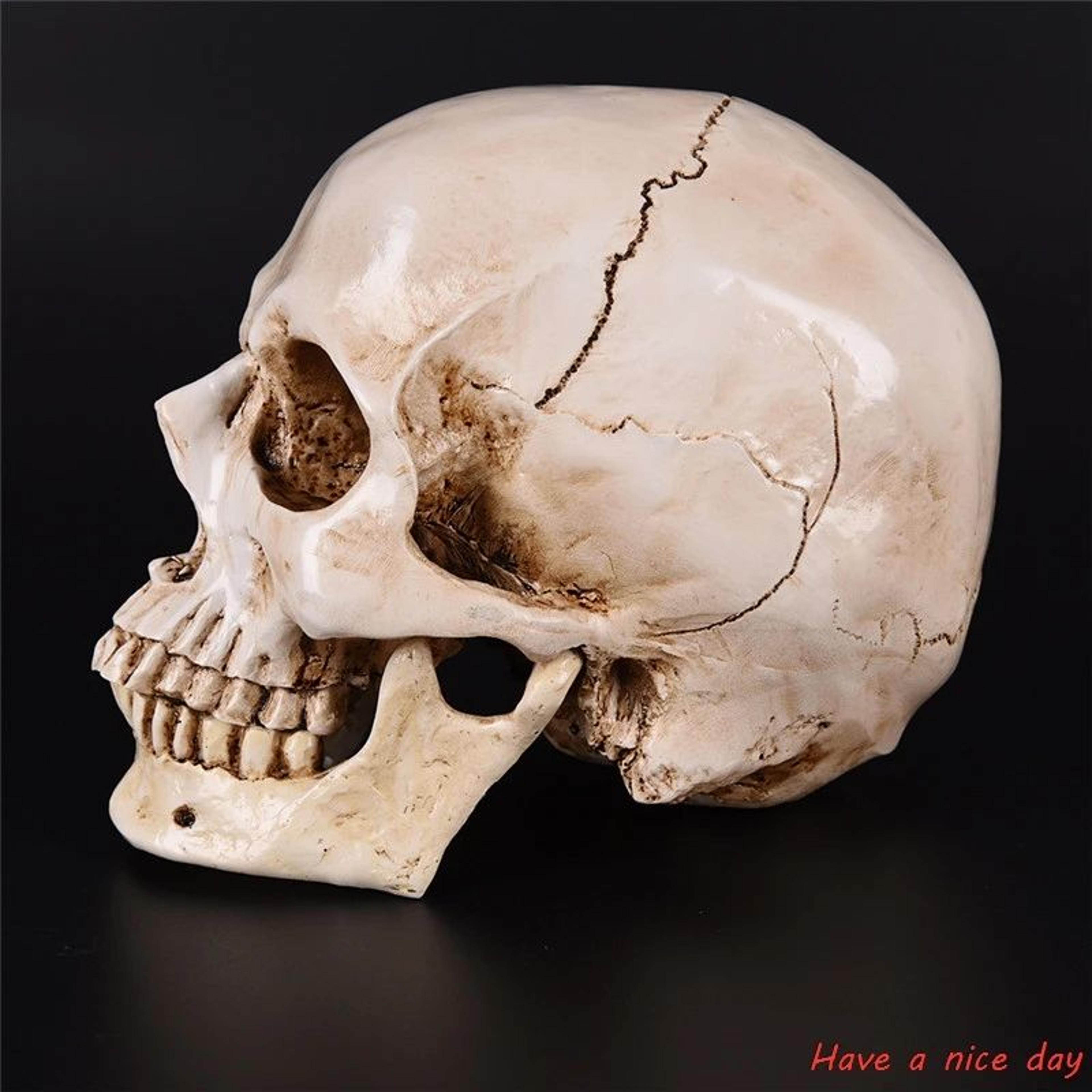 Life Size Human Skull Resin Model Decor 4