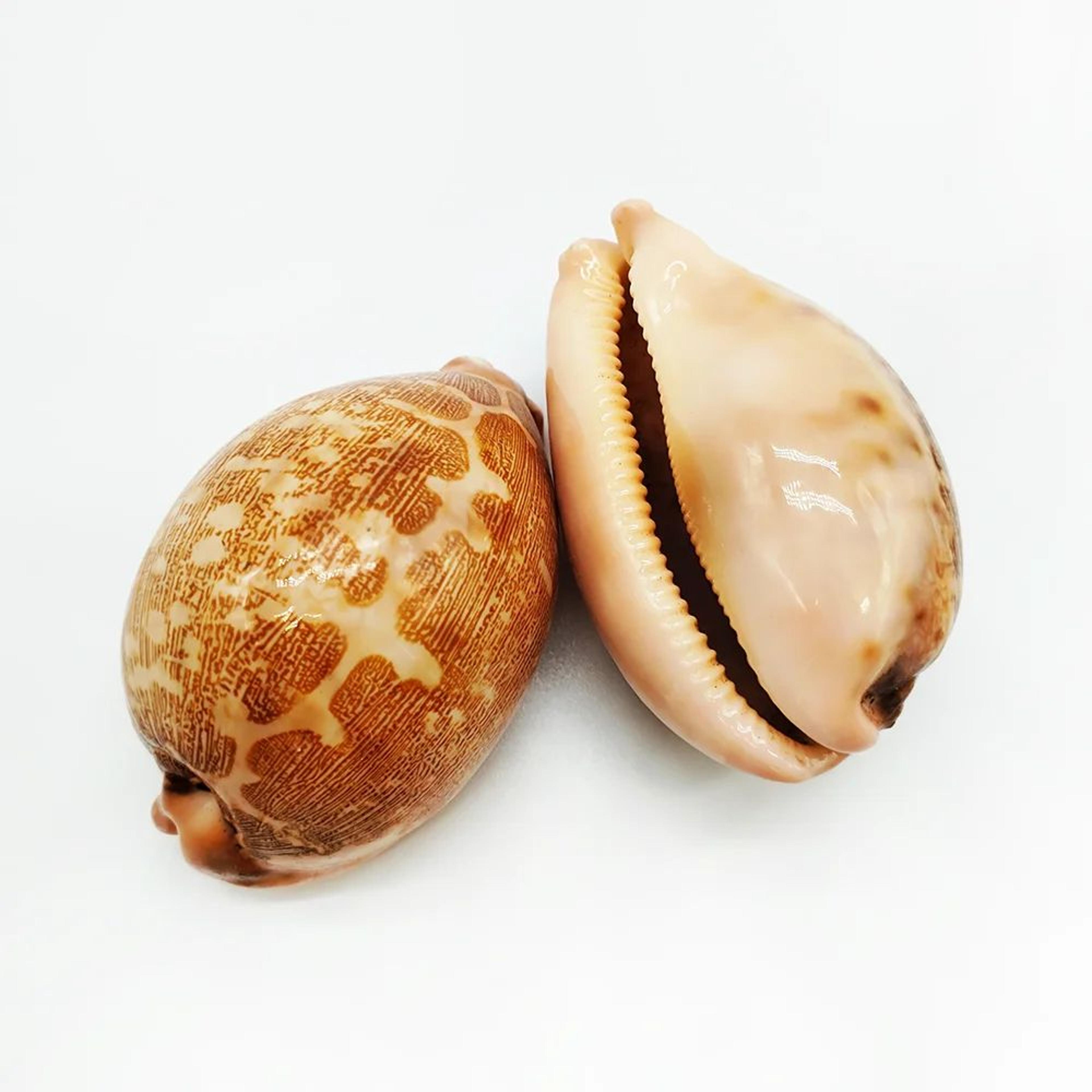 Natural Eyed Cowrie Shell Set Aquarium Decor 6