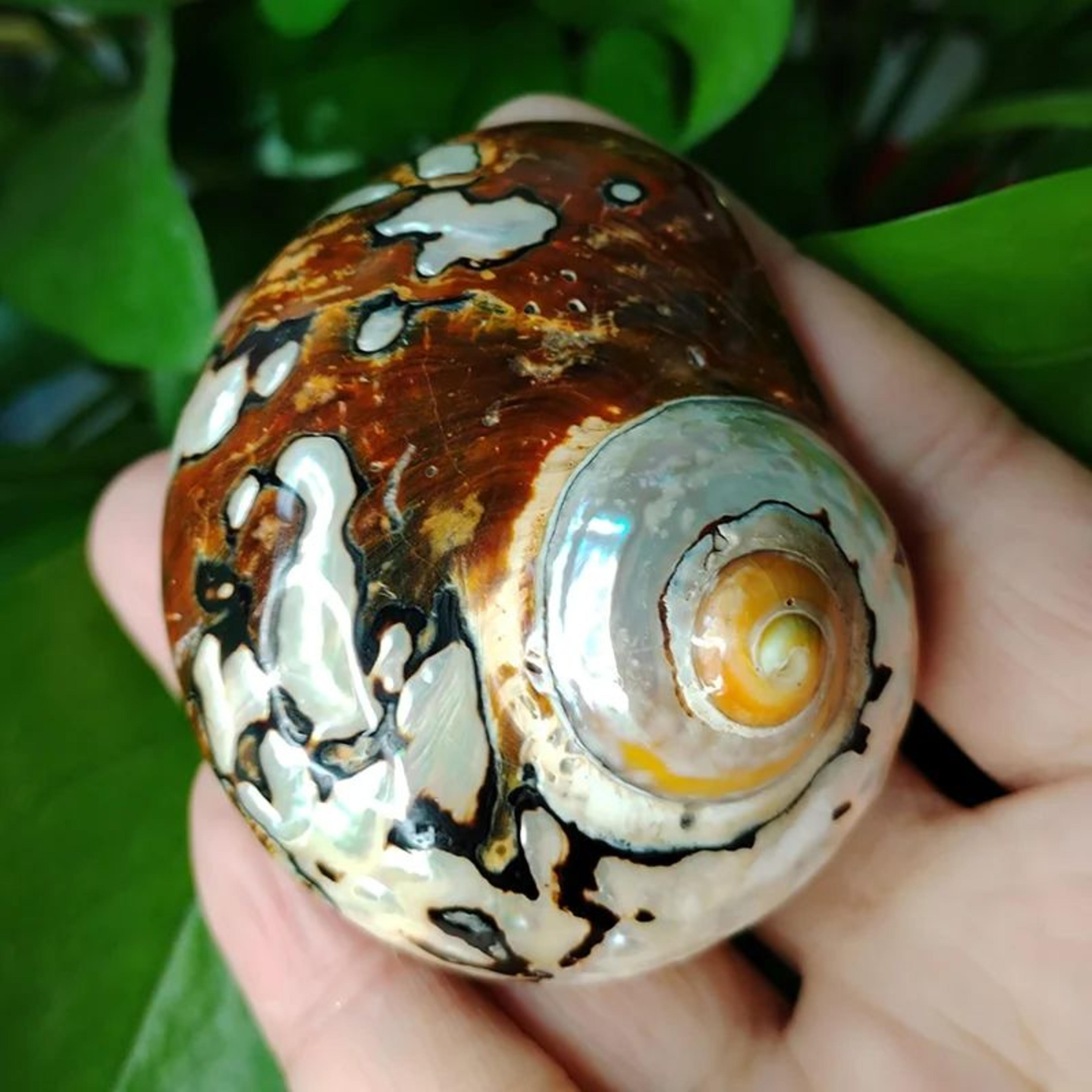 Natural African Turbo Shell Set Coastal Decor 2