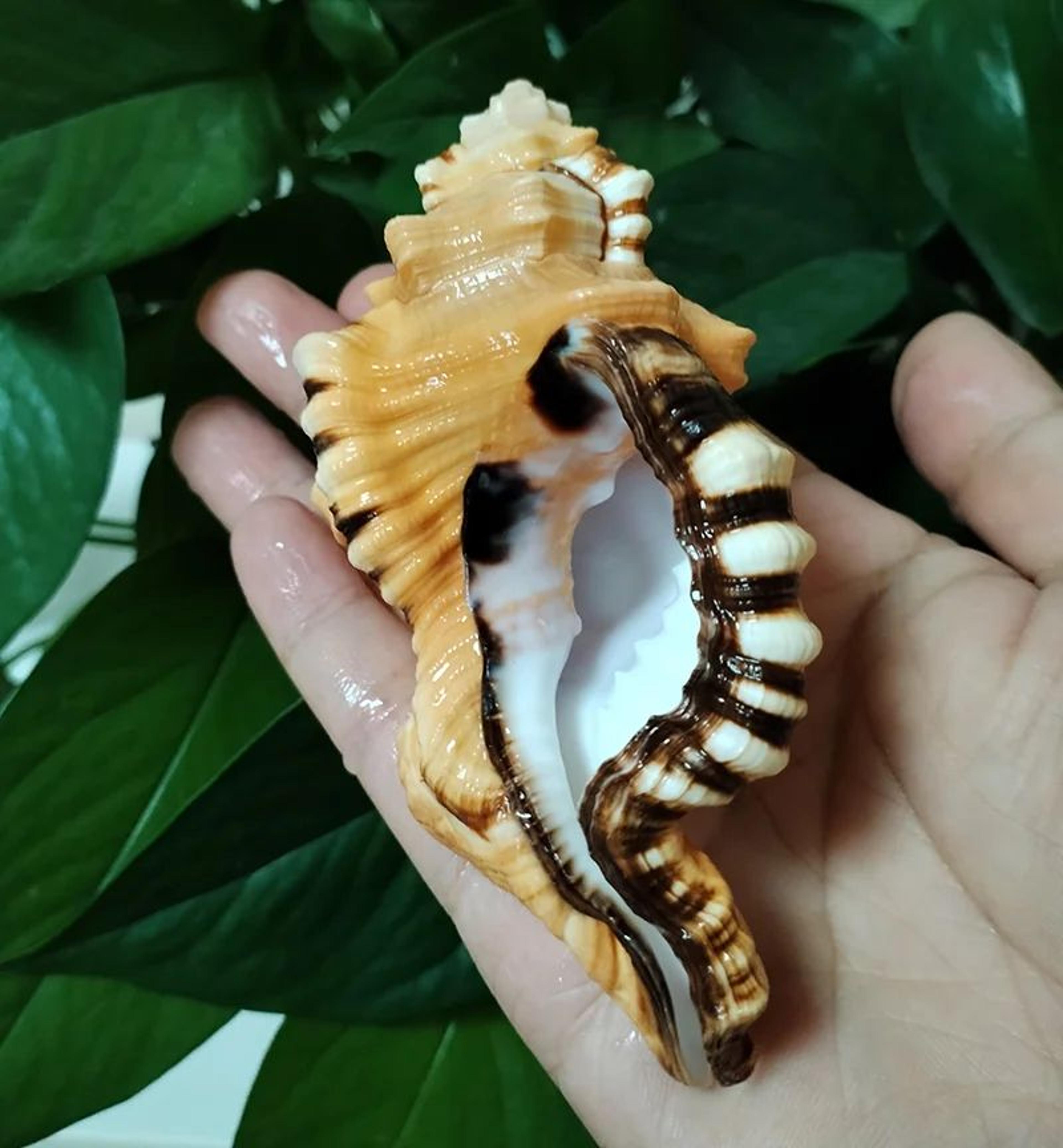 natural black spotted triton sea shell decor