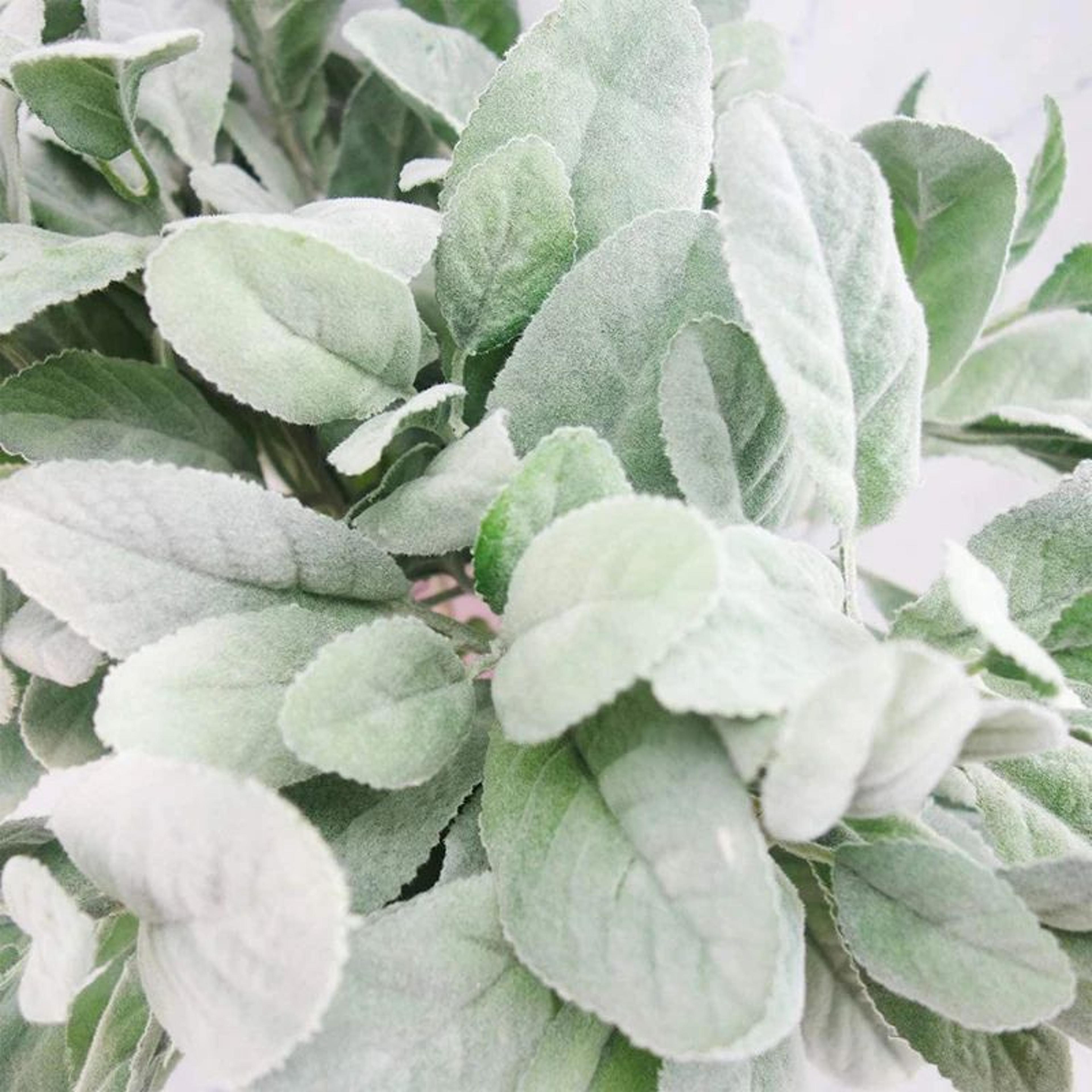 Artificial Lambs Ear Greenery Stems For Wedding And DIY Decor 3