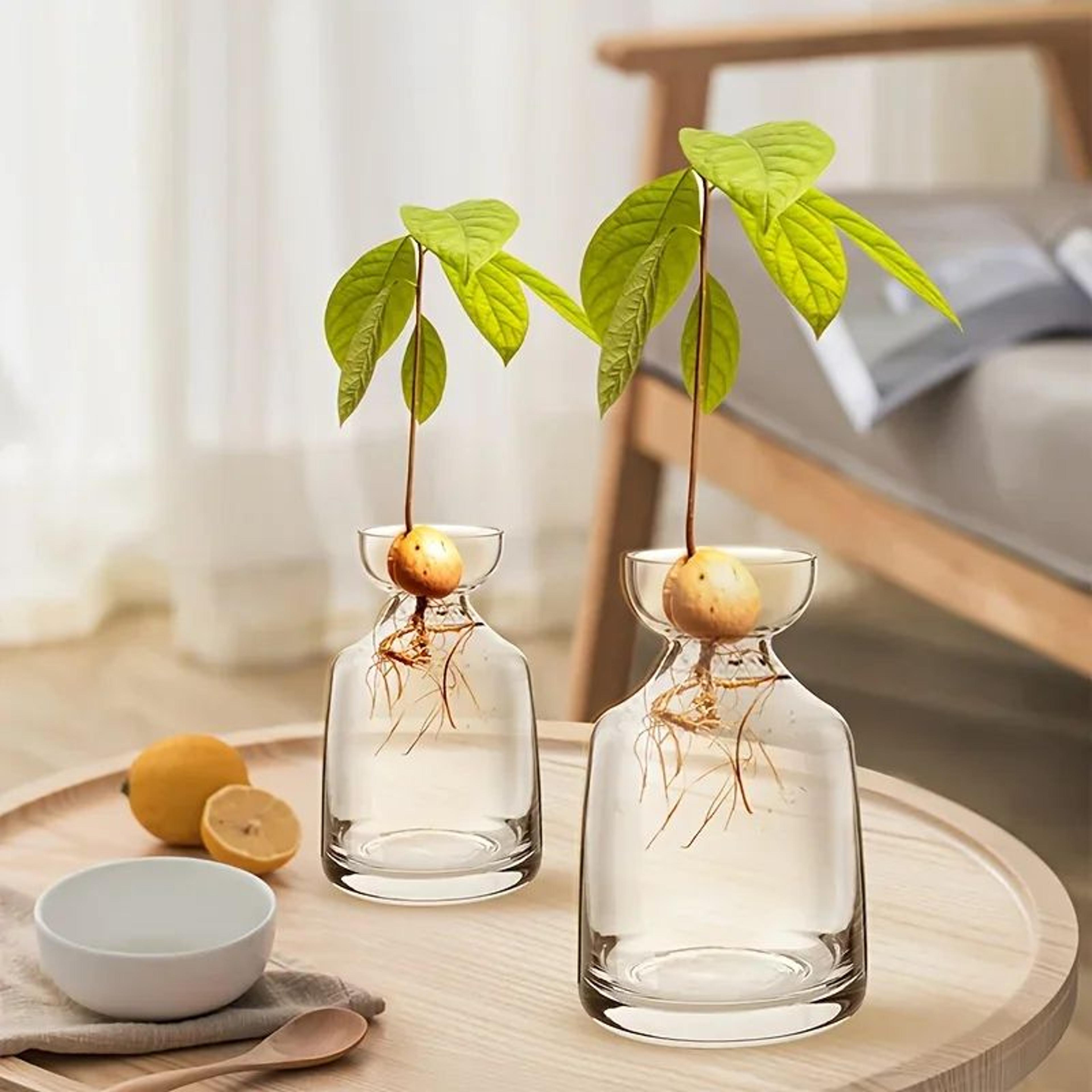 Avocado Seed Starter Glass Vase 5