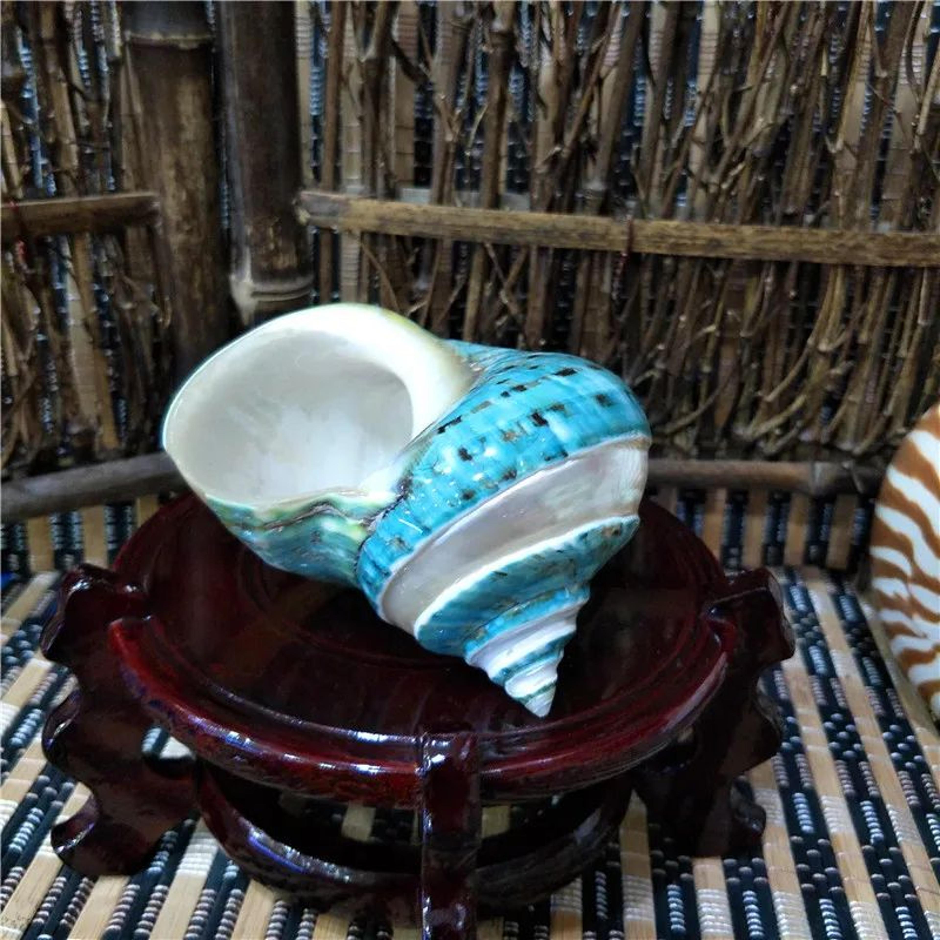 Natural Large Hermit Crab Shell Coastal Decor 7