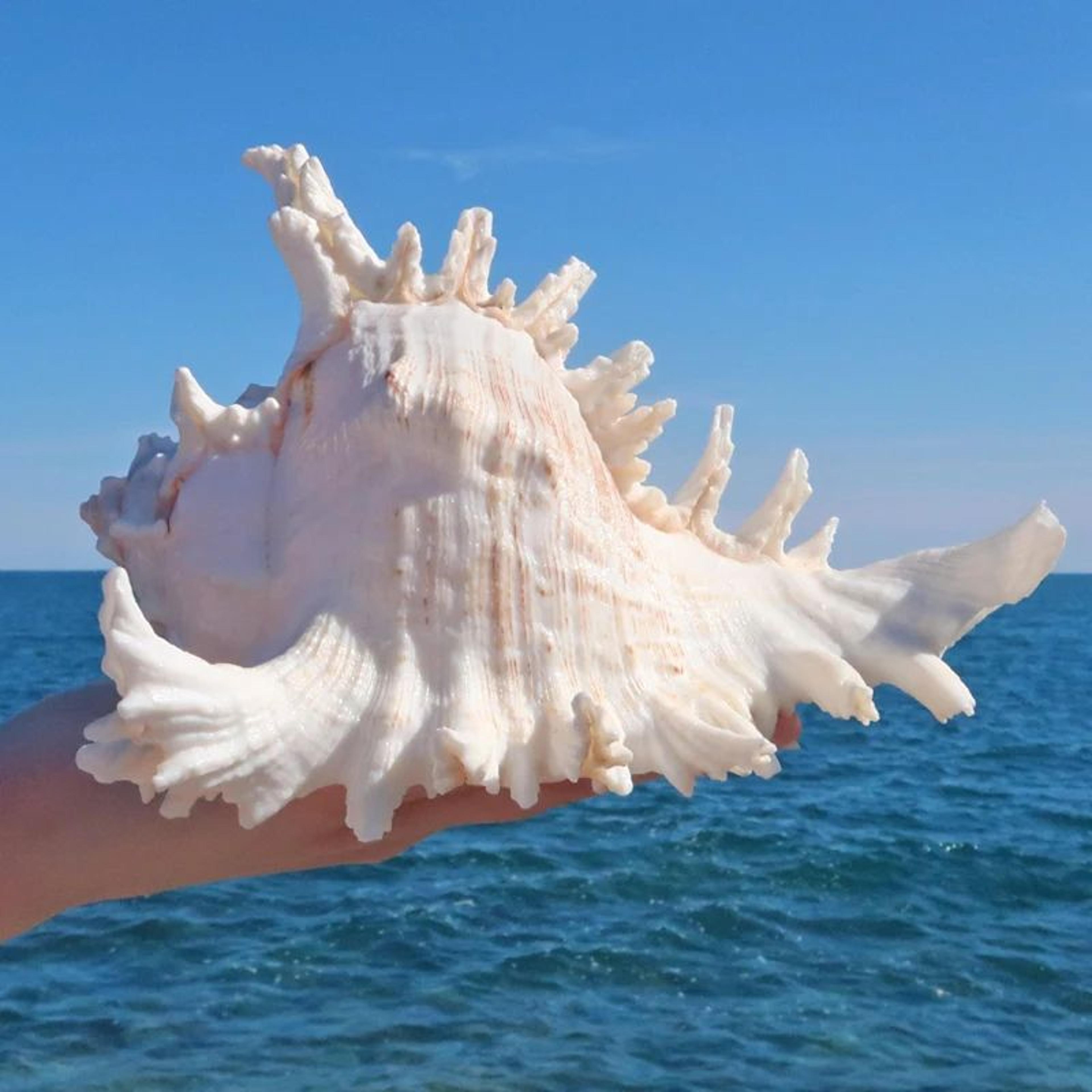large natural murex sea shell decor