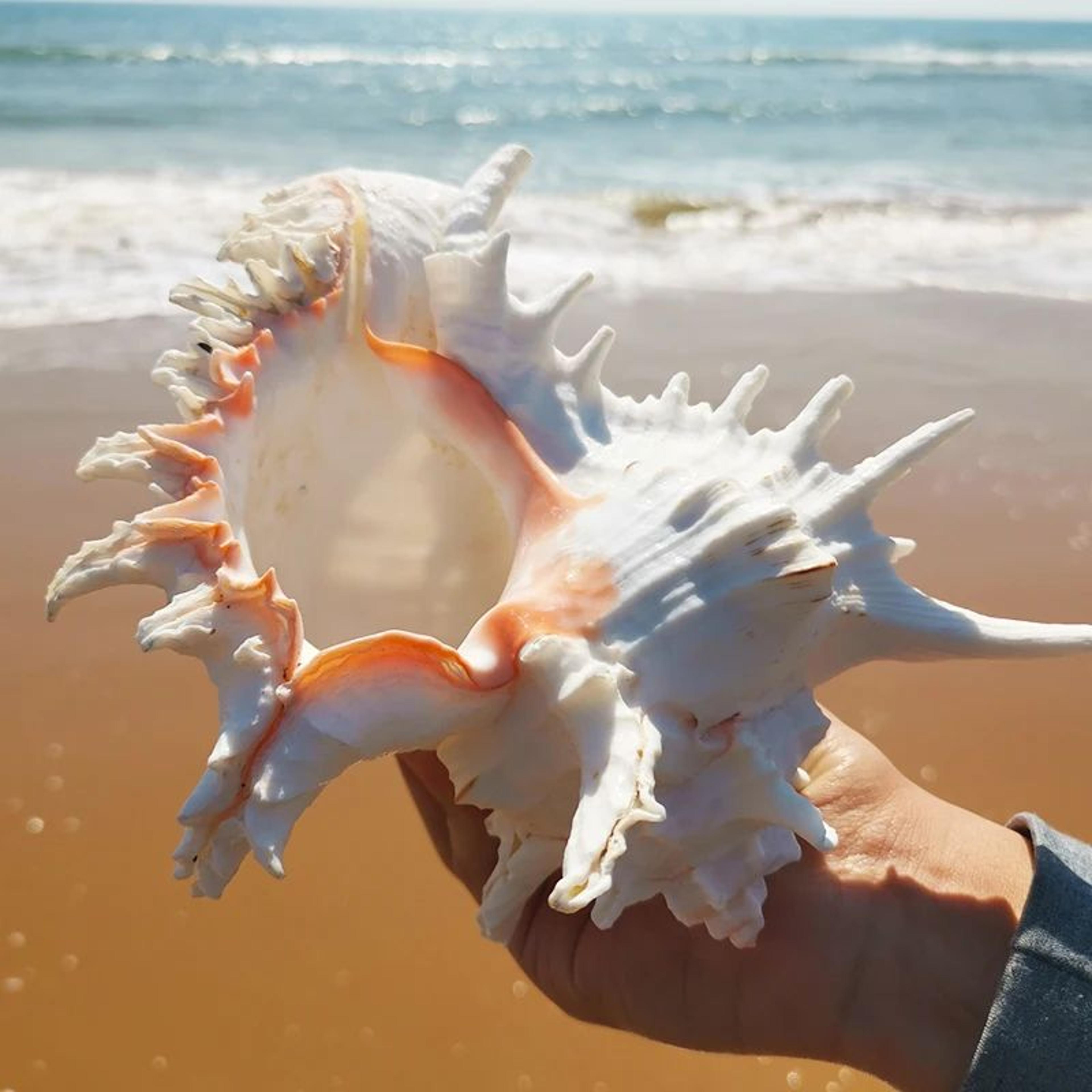 Large Natural Murex Sea Shell Decor 4