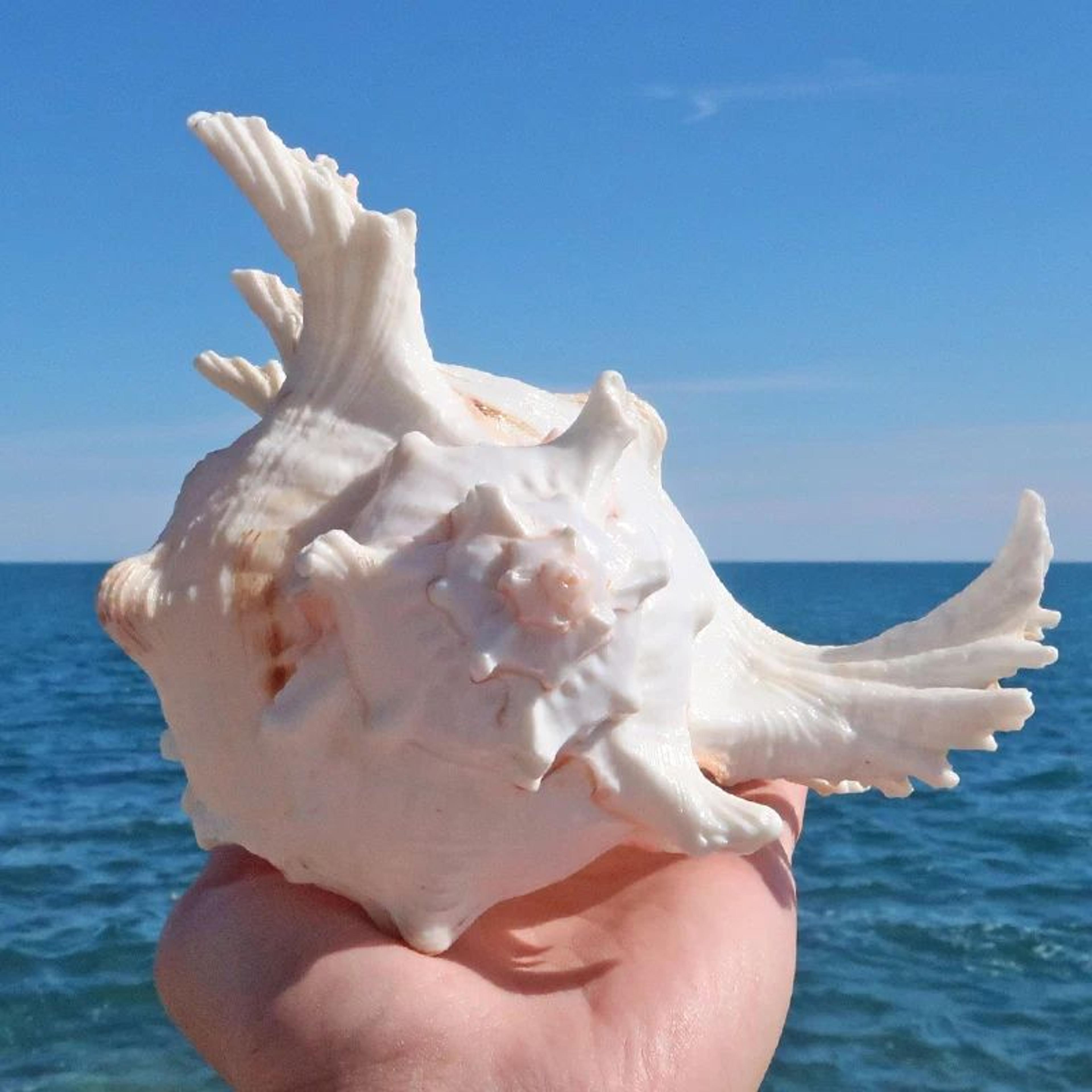 Large Natural Murex Sea Shell Decor 5