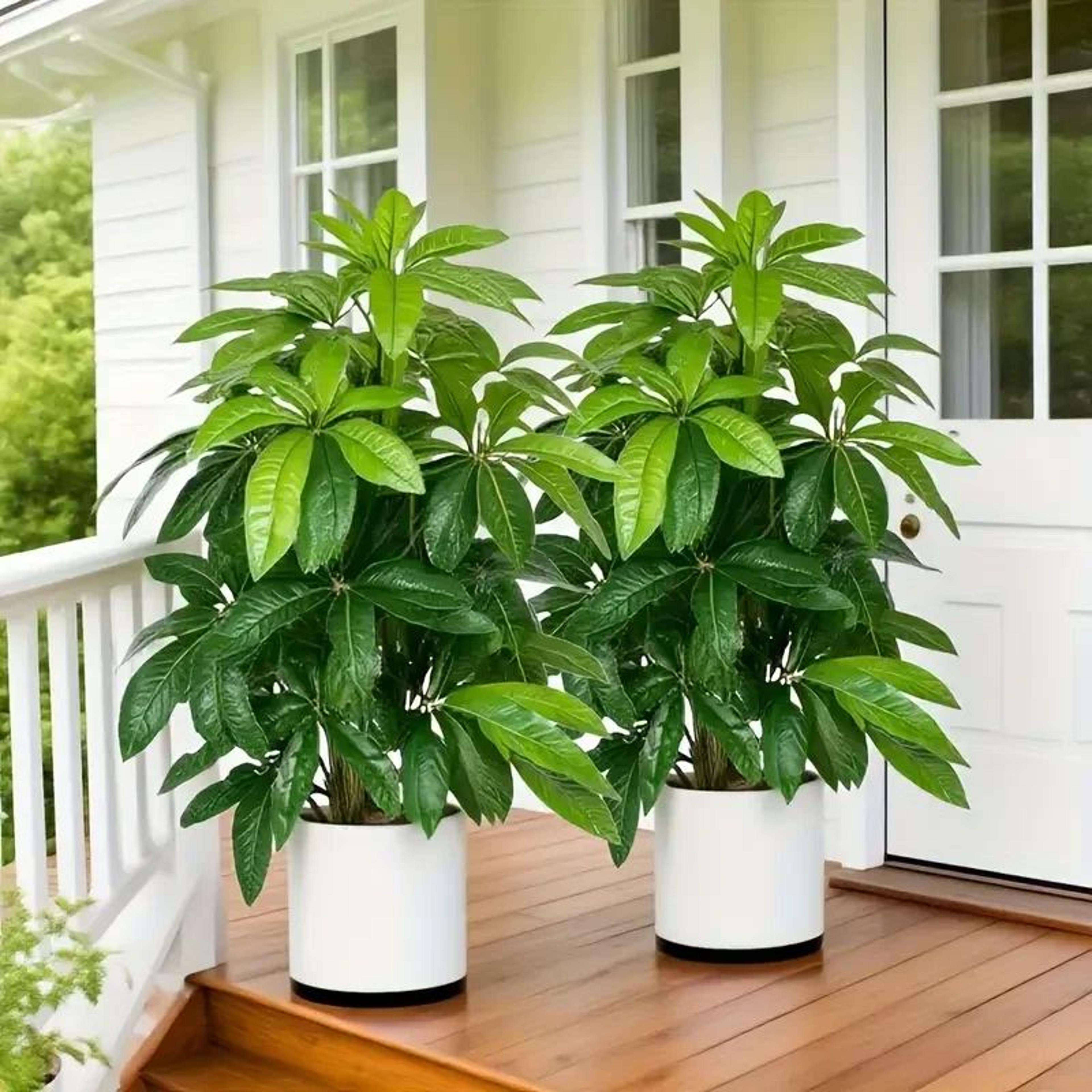 large artificial money tree palm