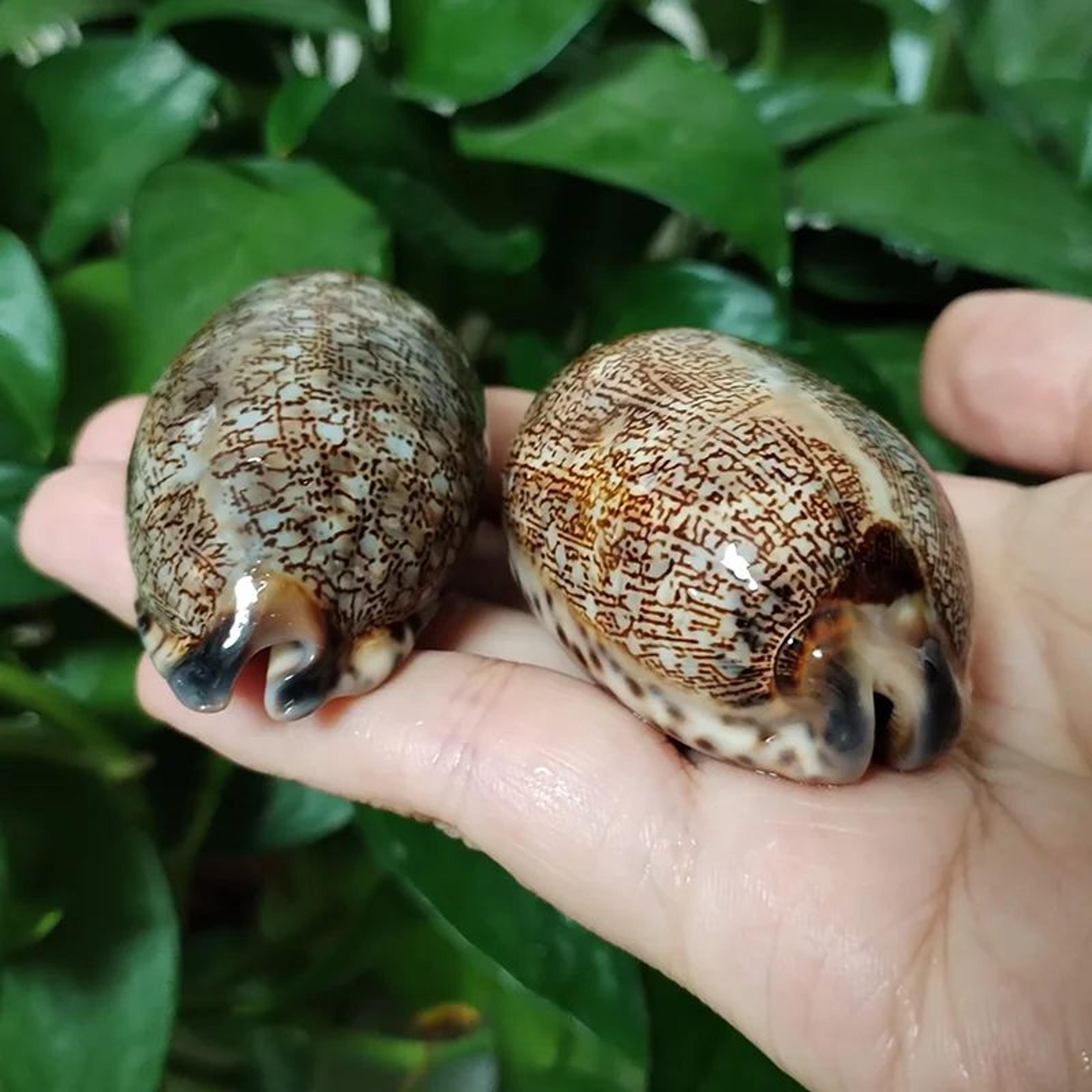 Natural Cowrie Shells For DIY Crafts 5