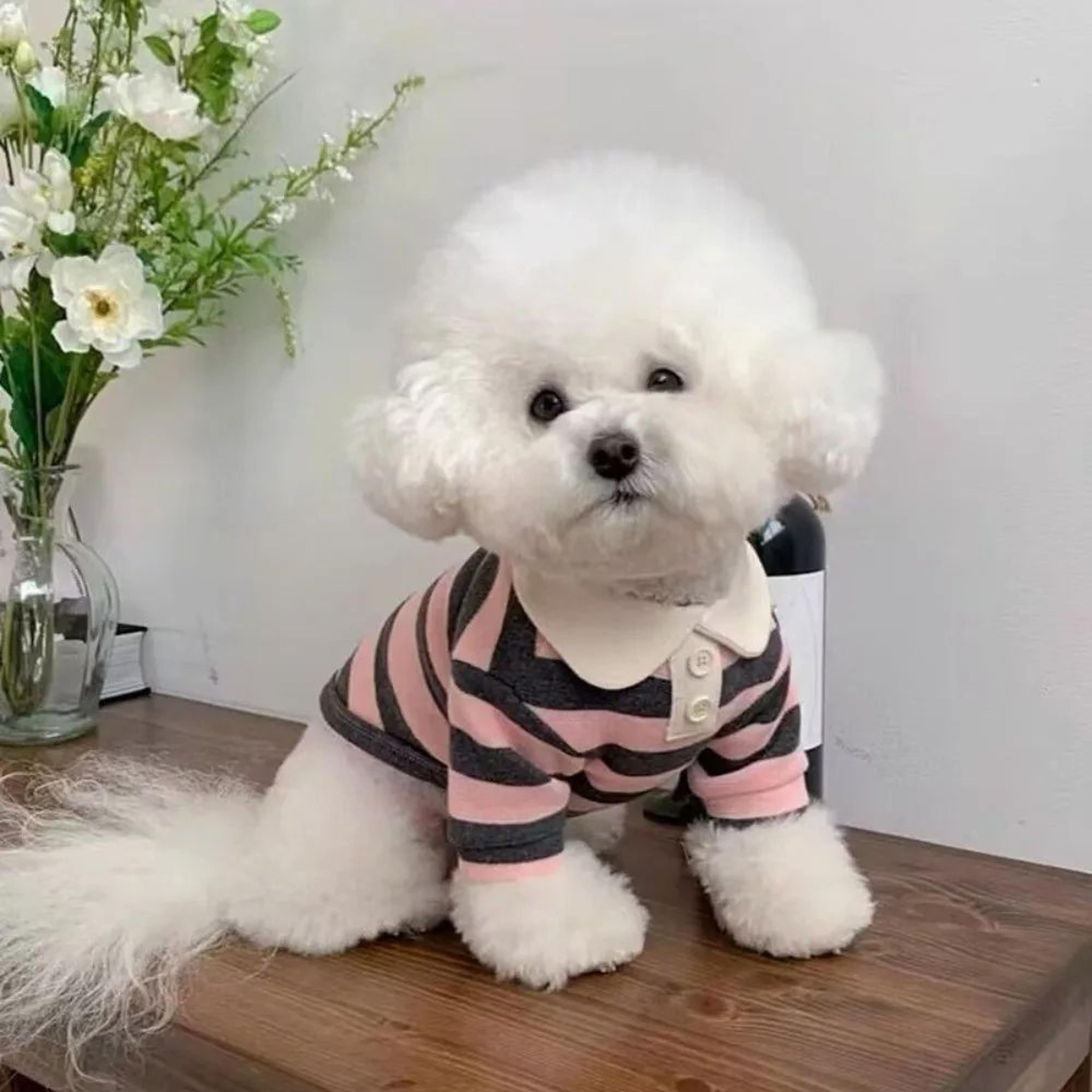 fashion striped dog shirt cooling vest