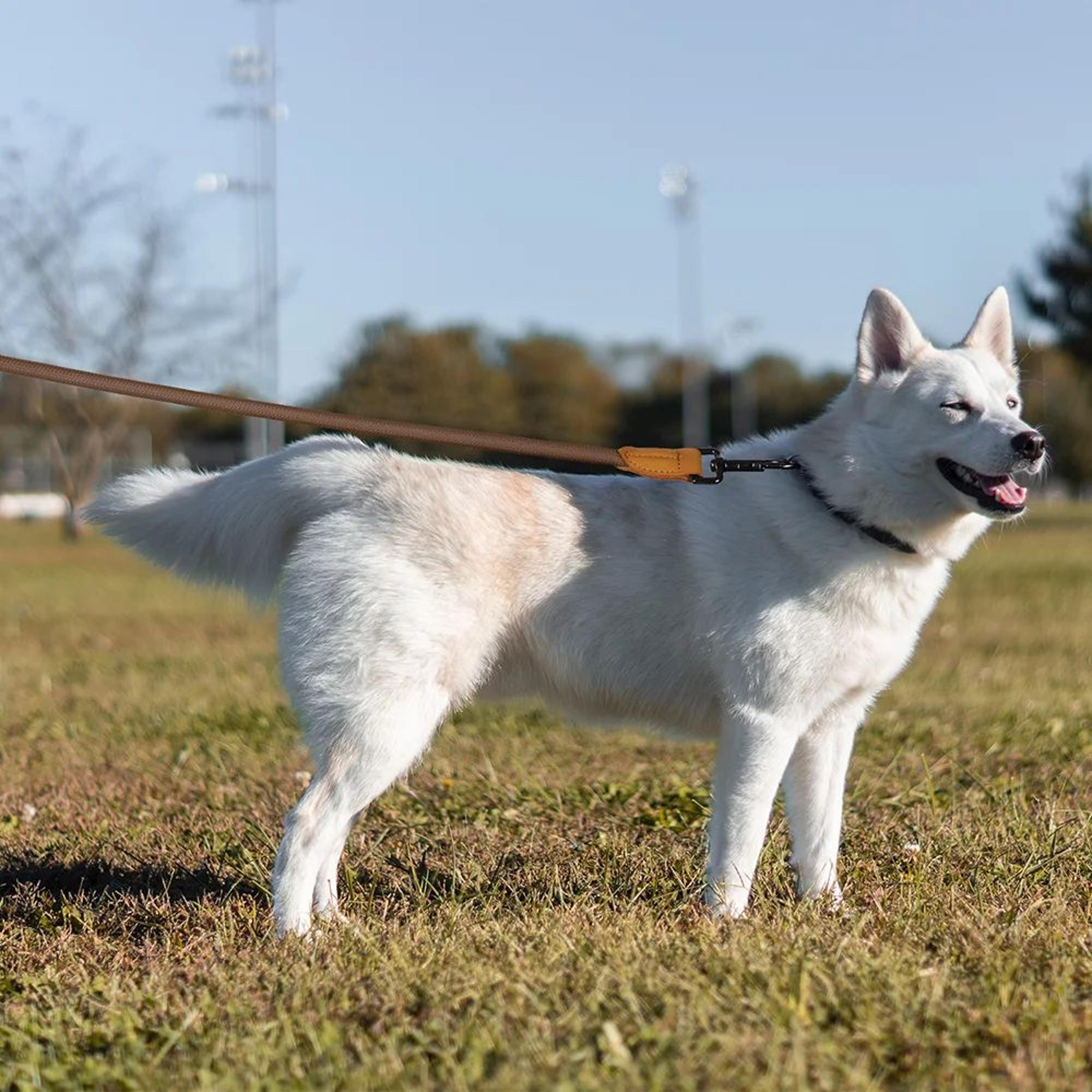 Hands Free Adjustable Dog Leash For Running And Walking 6