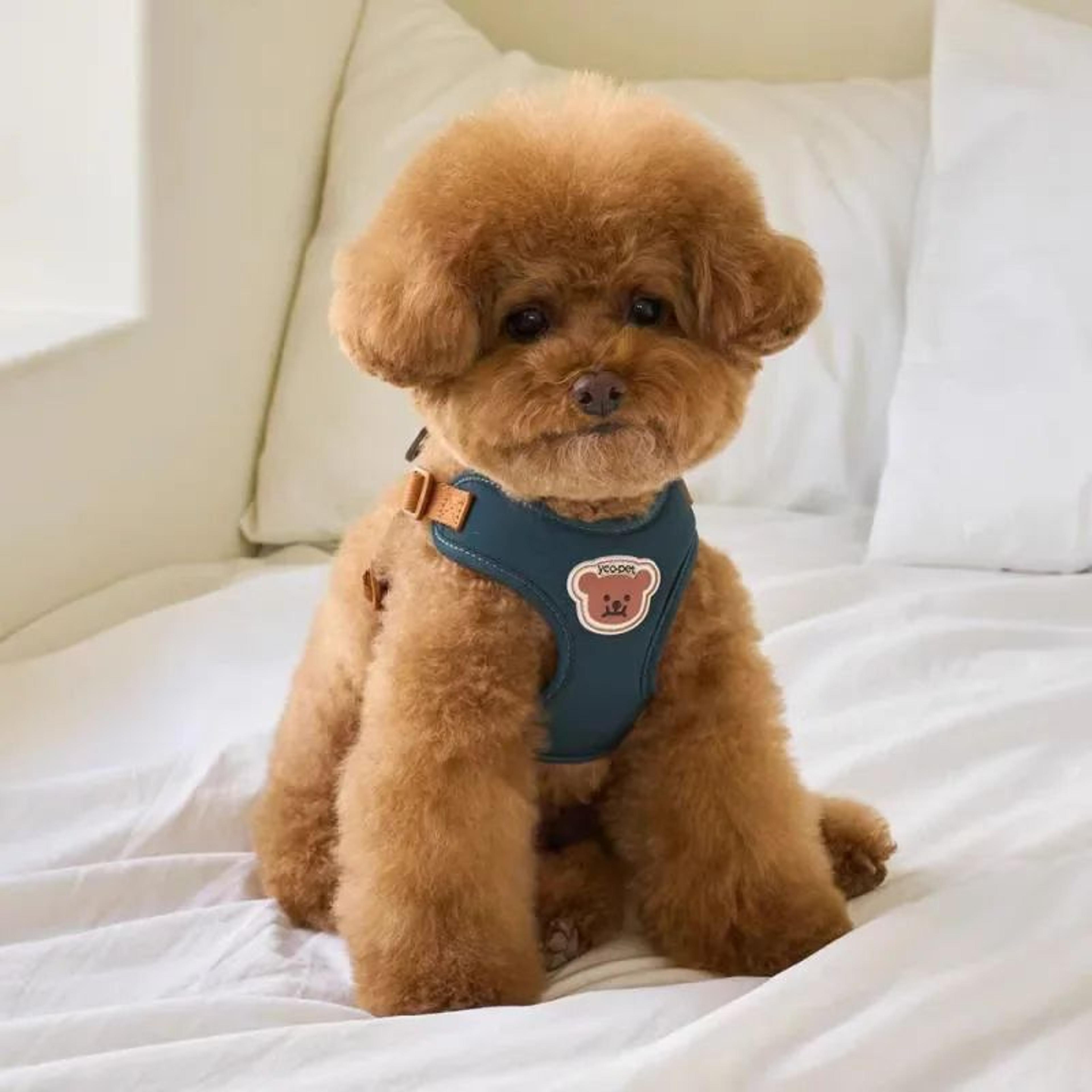 cute bear adjustable pet harness and leash set