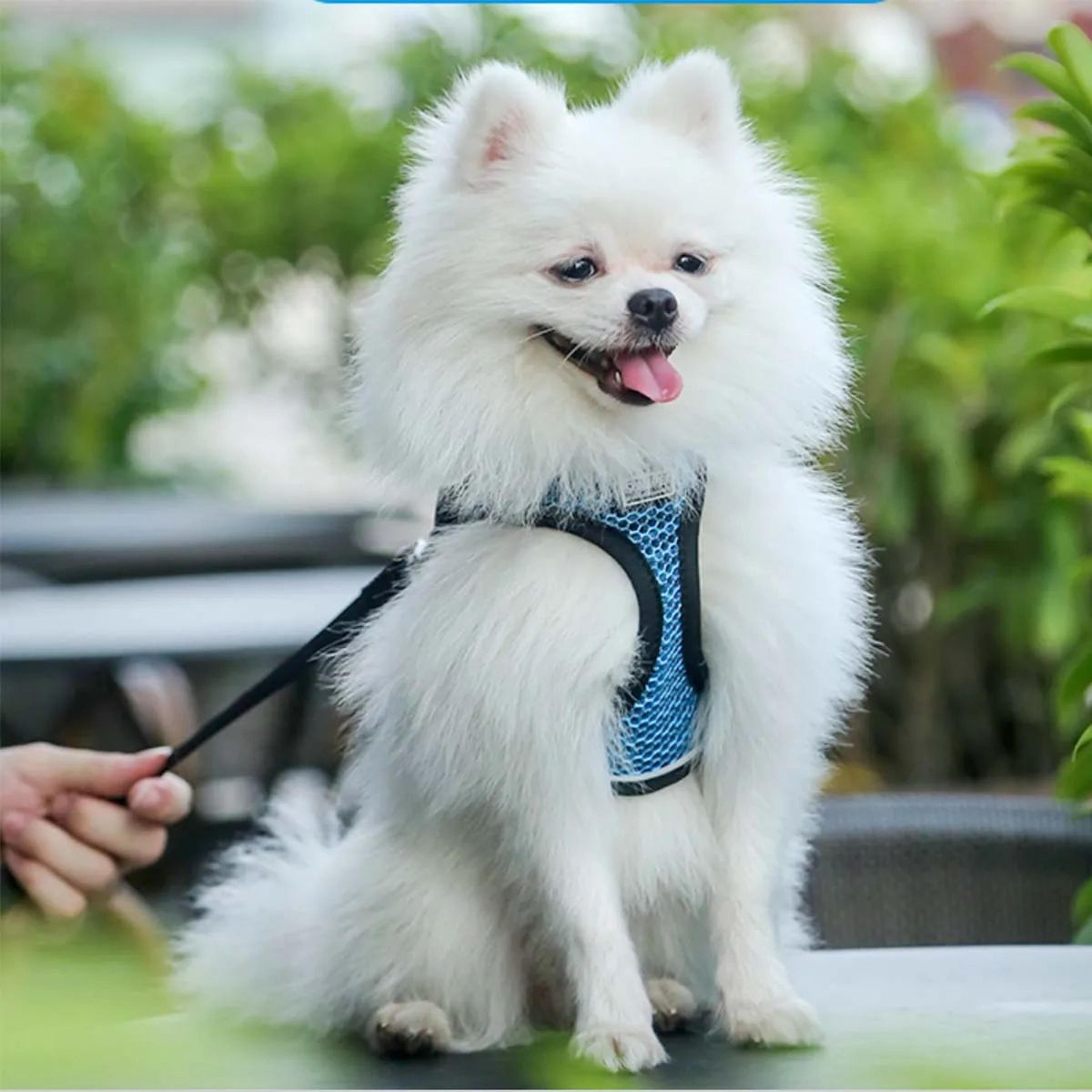 Adjustable Escape Proof Cat Harness And Leash Set 10