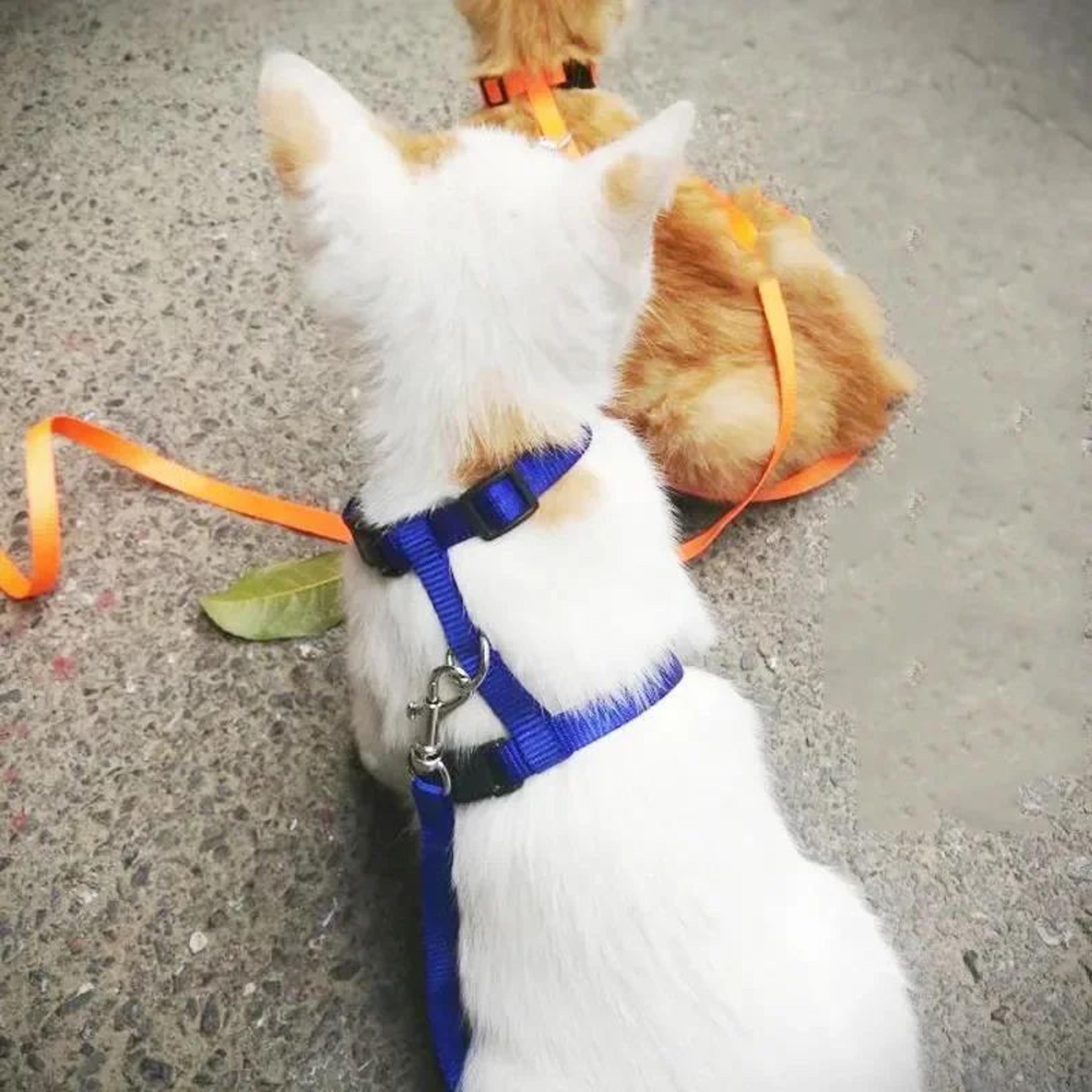 Escape Proof Cat And Dog Harness Set 1