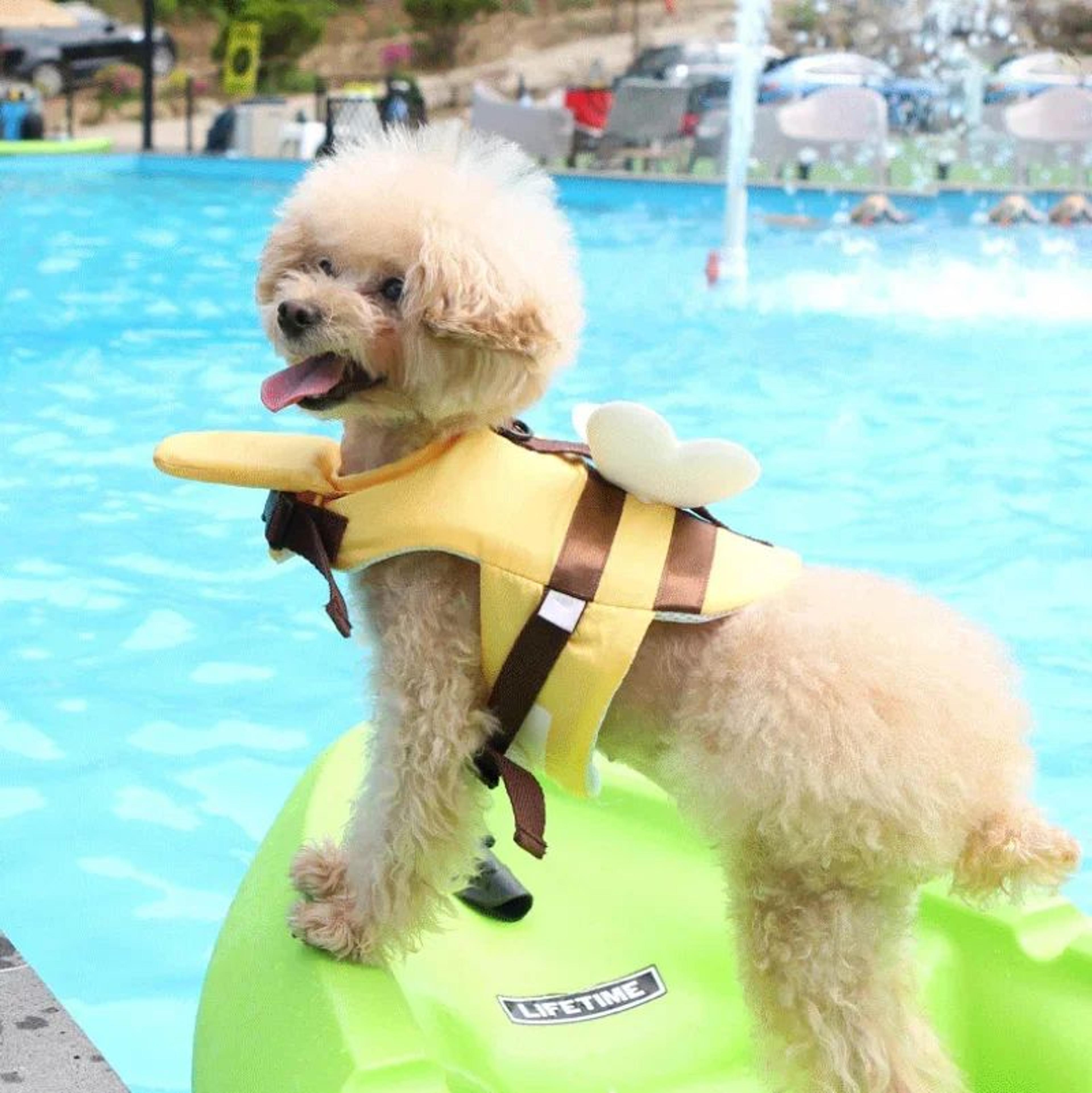 Summer Bee Dog Life Jacket Harness 4