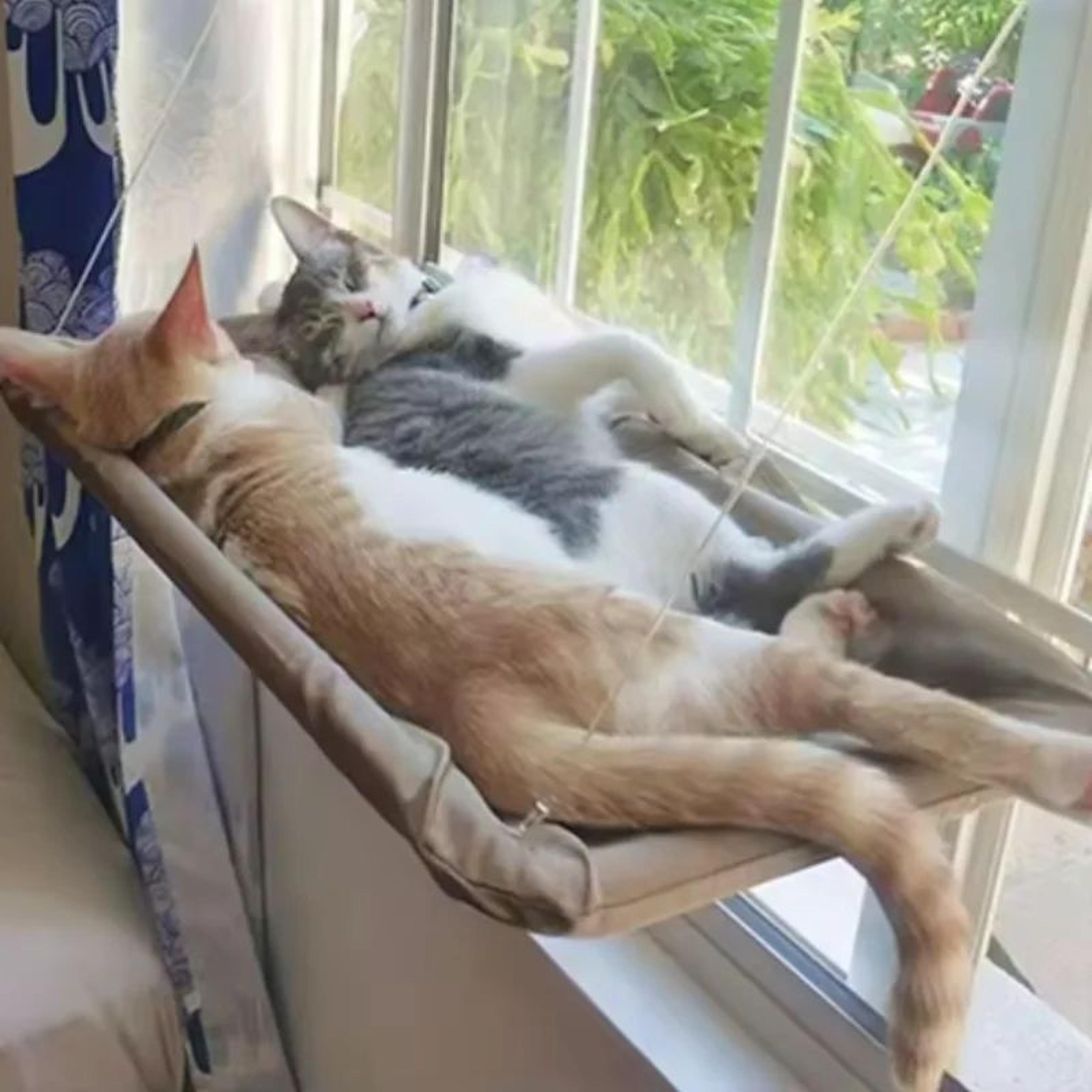 sunny window cat hammock bed with strong suction support