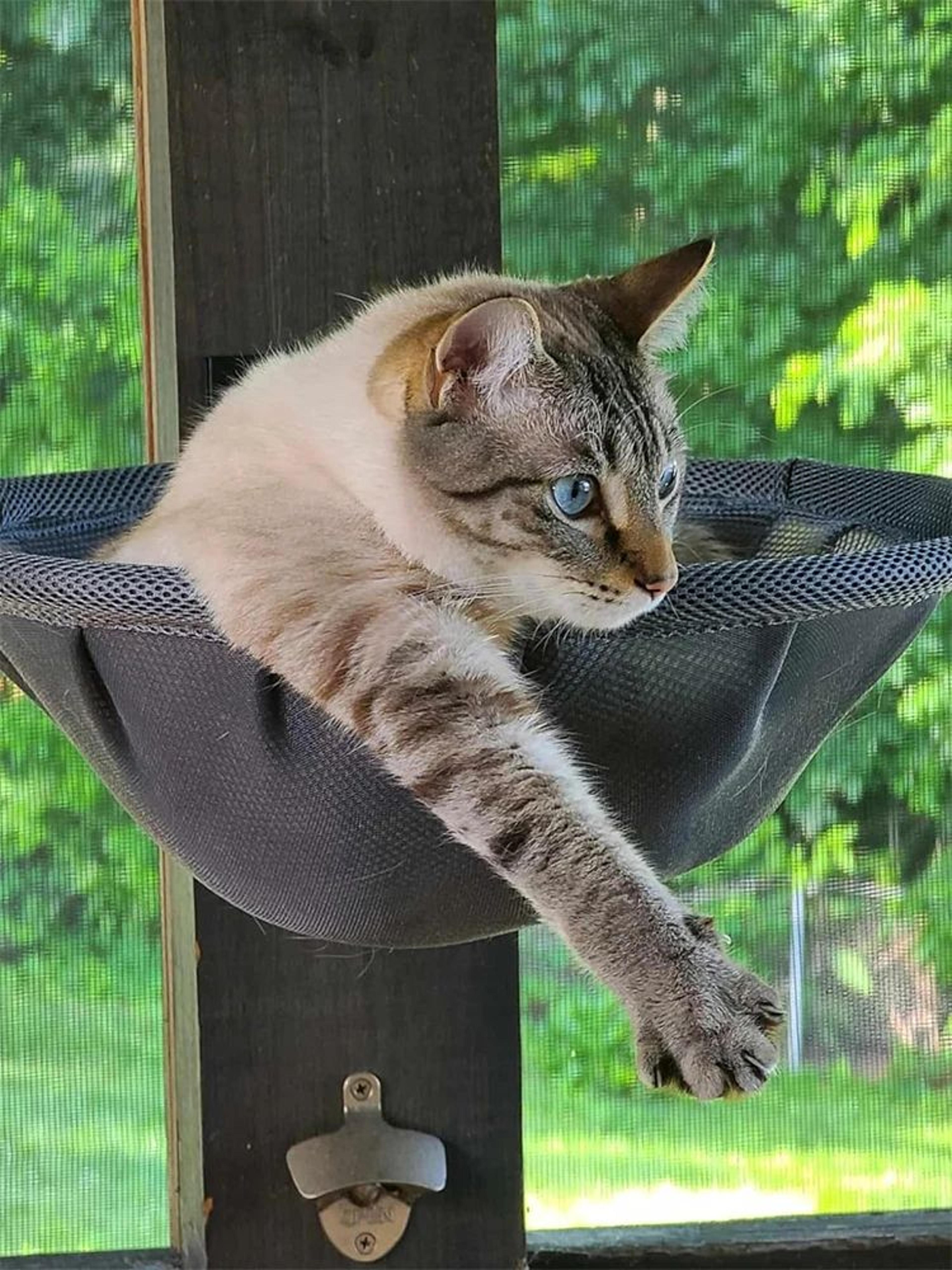 Wall Mounted Foldable Cat Hammock Bed For Sleeping And Climbing 6
