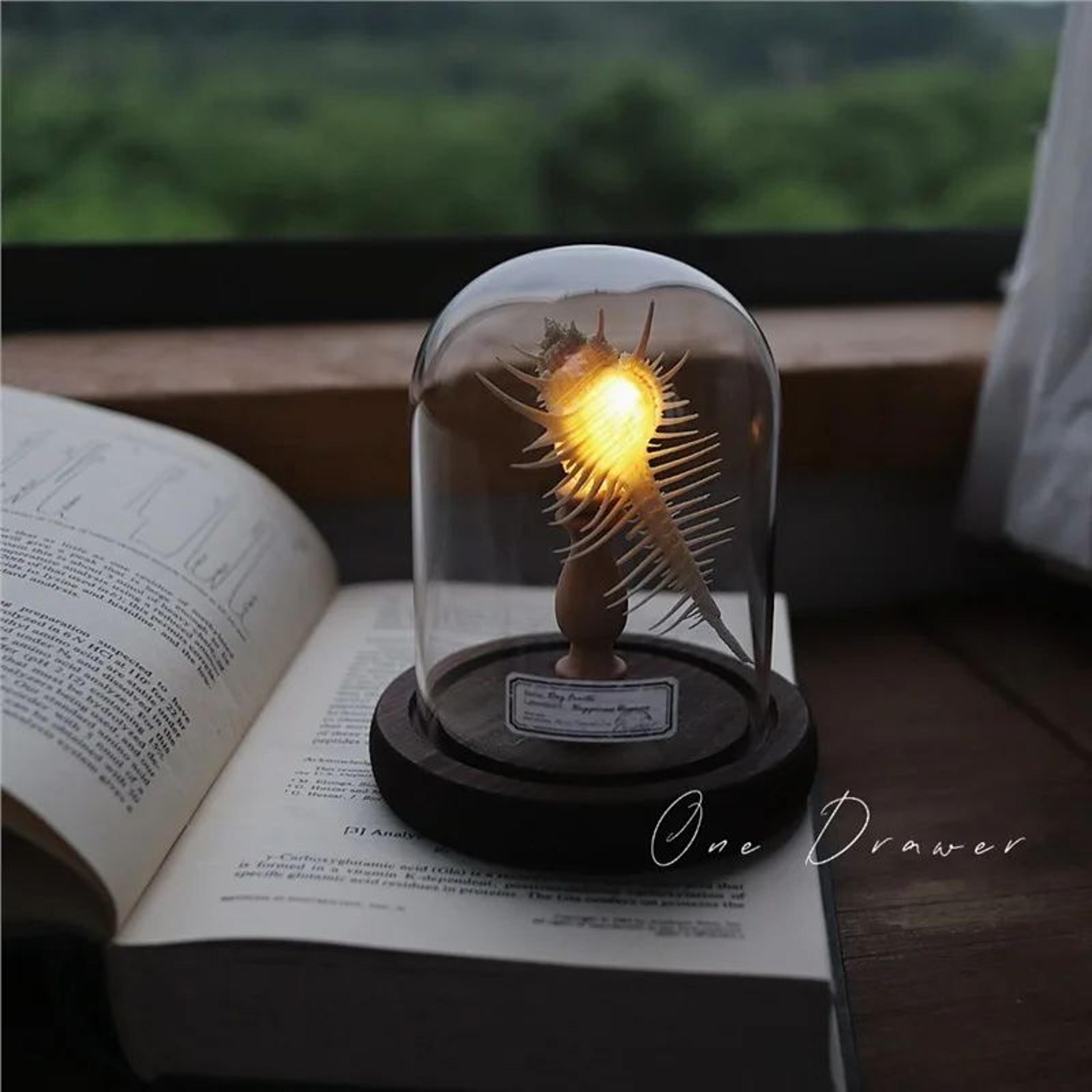 DIY Sea Creature Mushroom Night Light With Shell And Conch Decor 10