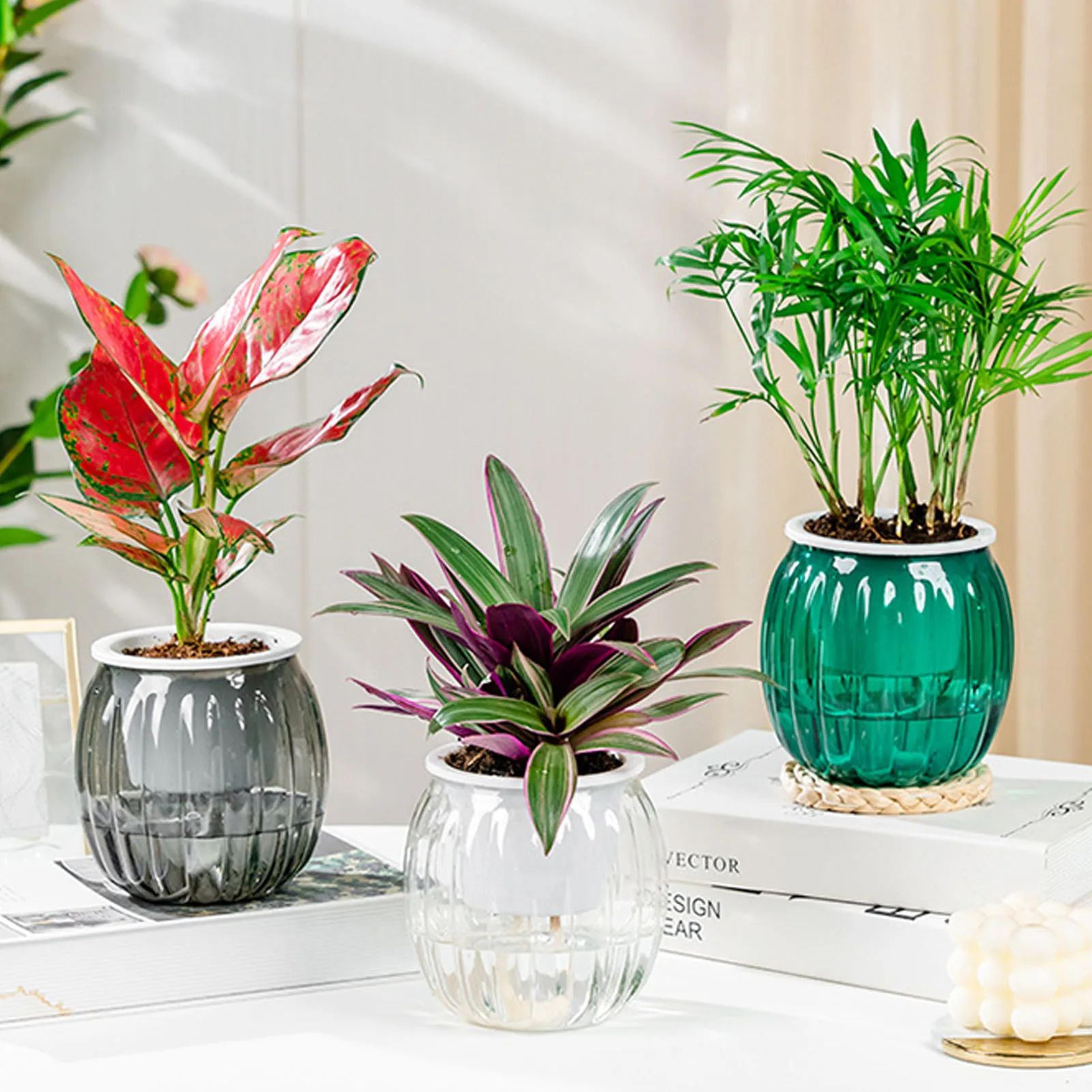 Clear Self Watering Planter Pot For Indoor Plants 5